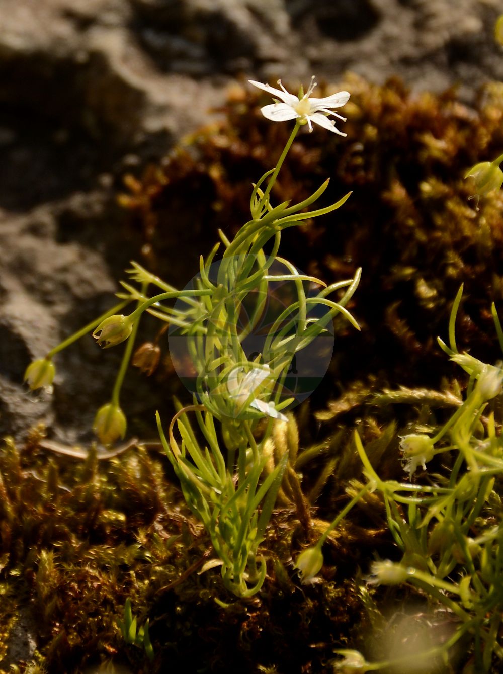 Moehringia muscosa - Caryophyllaceae,Plantae,Pteridobiotina,Angiosperms,Caryophyllales,Caryophyllaceae,Moehringia,Moehringia muscosa,Alsine muscosa, Arenaria muscosa,Moos-Nabelmiere;mossy sandwort;Moehringie mousse;sabline mousse;sabline moussue;Moehringia muscosa;мерингия мшистая;mëhringë;mehringia myshkore;aranària prima;mahovinasta merinka;możylinek mchowaty;mahovna popkoresa;mohos csitri;mateřka mechovitá;scînteiuțe albe;materka machovitá;meringia machovitá;мерінгія моховидна;мъховидна кутявка;рогљичица