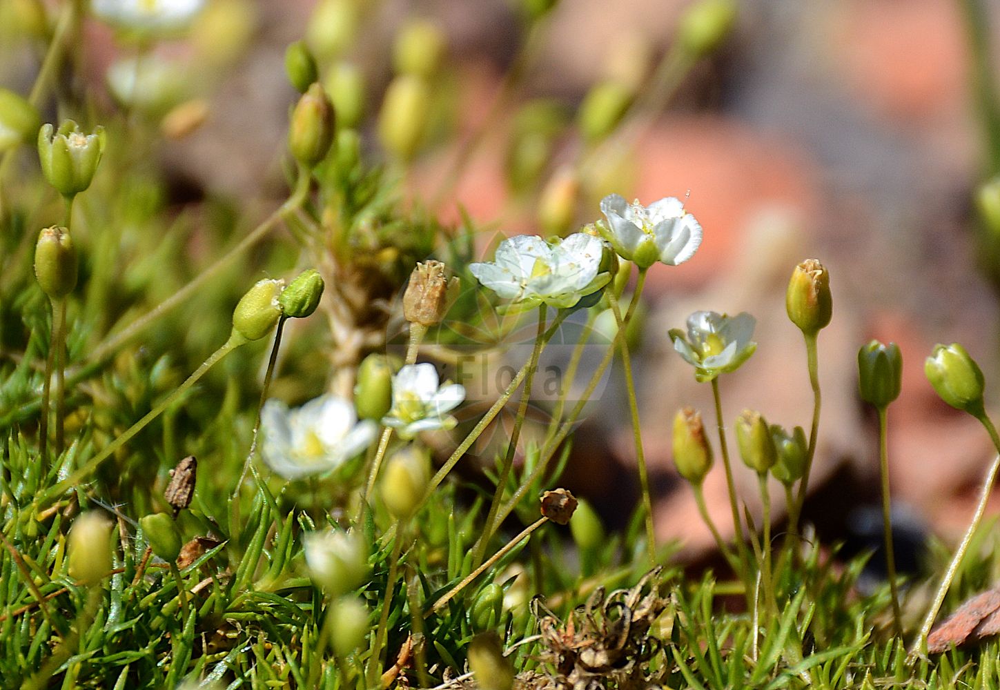 Sagina saginoides - Caryophyllaceae,Plantae,Pteridobiotina,Angiosperms,Caryophyllales,Caryophyllaceae,Sagina,Sagina saginoides,Alsine linnaei, Alsine saginoides, Alsinella alpestris, Alsinella saginoides, Phaloe saginoides, Sagina linnaei, Sagina linnaei var. micrantha, Sagina macrocarpa, Sagina micrantha, Sagina rosoni, Sagina saginoides var. hesperia, Sagina saxatilis, Sagina spergella, Spergella macrocarpa, Spergella saginoides, Spergula micrantha, Spergula saginoides, Spergula saxatilis,Alpen-Mastkraut;Gewöhnliches Alpen-Mastkraut;Großfrüchtiges Alpen-Mastkraut;alpine pearlwort;sagine des alpes;arctic pearlwort;heath pearlwort;Sagine des Alpes;sagine de Linné;sagine fausse-sagine;Sagina delle Alpi;мшанка моховидная;yayla saginotu;saginë;planinska čvorika;stennarv;sæter-firling;karmnik skalny;alpski pitomec;havasi zöldhúr;úrazník skalní;machovička Linného;моховинка моховидна;обикновена мъховка;seterarve;tunturihaarikko;langkrækill;мокрица;σαγίνη σαγινοειδής