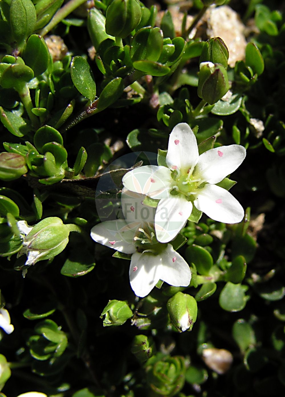 Arenaria biflora - Caryophyllaceae,Plantae,Pteridobiotina,Angiosperms,Caryophyllales,Caryophyllaceae,Arenaria,Arenaria biflora,Alsinanthe biflora, Alsinanthus biflorus, Arenaria apetala, Arenaria halleri,Zweiblütiges Sandkraut;Sabline à deux fleurs;sabline biflore;Arenaria biflora;песчанка двуцветковая;arenarie;arenària biflora;mattnarv;studeniţă;двуцветна песъчарка;alpearve;alppiarho;мишје уво;αρεναρία στρογγυλόφυλλος