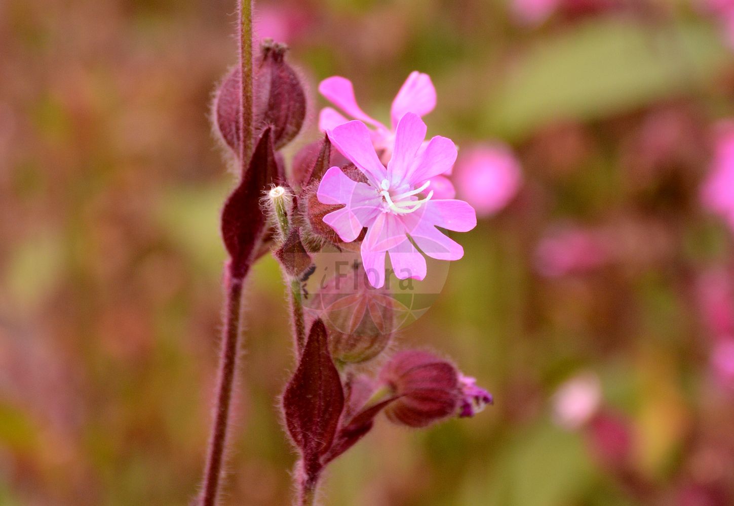 Silene dioica - Caryophyllaceae,Plantae,Pteridobiotina,Angiosperms,Caryophyllales,Caryophyllaceae,Silene,Silene dioica,Agrostemma sylvestris, Lychnis dioica, Lychnis rubra, Lychnis sylvestris, Melandrium dioicum, Melandrium dioicum subsp. rubrum, Melandrium rubrum, Melandrium sylvestre, Saponaria dioica,Tag-Lichtnelke;Rote Waldnelke;Rotes Leimkraut;Rote Lichtnelke;red campion;silène dioïque;rough robin;red catchfly;Compagnon rouge;Silène dioïque;mélandrie du jour;ivrogne;lychnis dioïque;lychnis du jour;robinet rose;robinet rouge;colleja rocha;borbonesa;Silene dioica;femerone rosso;gittaione rosso;gittone rosso;smalle weegbree;dagkoekoeksbloem;дрёма лесная;смолёвка лесная;çatal nakıl;melandri vermell;crvena pušina;crveni golesak;smalle beukvaren;rödblära;dag-pragstjerne;bniec czerwony;rdeči slizek;piros mécsvirág;knotovka červená;silenka červená;silenka dvoudomá;knôtovka červená;silenka červená;silenka dvoudomá;куколиця дводомна;двудомно плюскавиче;punane pusurohi;sarkanā spulgotne;rød jonsokblom;puna-ailakki;dagstjarna;raudonžiedė naktižiedė