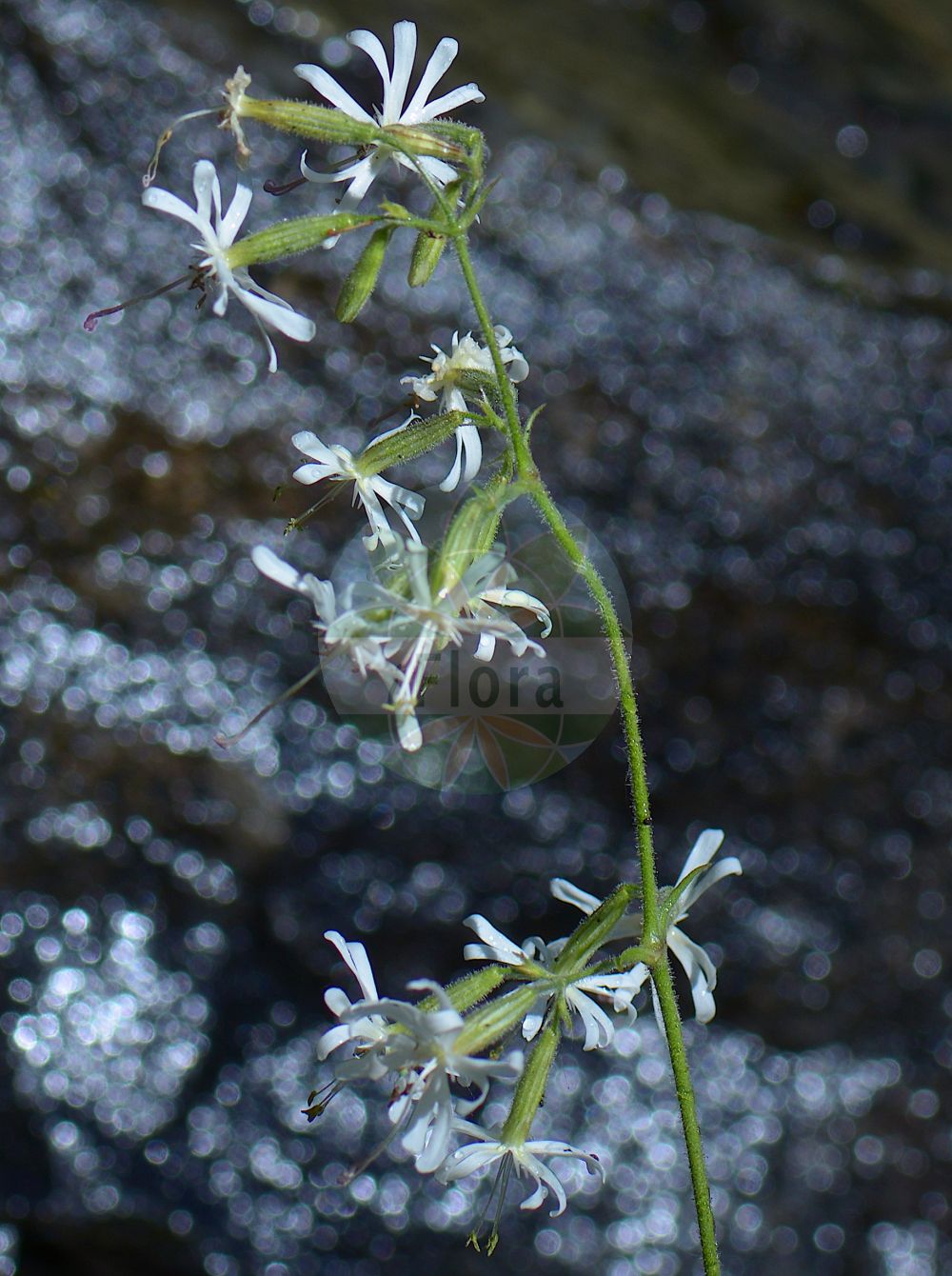Silene nutans - Caryophyllaceae,Plantae,Pteridobiotina,Angiosperms,Caryophyllales,Caryophyllaceae,Silene,Silene nutans,Cucubalus nutans, Cucubalus quadrifidus, Cucubalus rubens, Silene brachypoda, Silene nutans subsp. smithiana, Silene nutans var. brachypoda, Silene nutans var. smithiana,Nickendes Leimkraut;nottingham catchfly;eurasian catchfly;Silène penché;attrape-mouches;cornillet;Silene ciondola;smalblad-ganzevoet;smalbladige lepelboom;knikkende silene;nachtsilene;смолёвка поникшая;klokëz;silene nutant;poniknuta pušina;backglim;nikkende limurt;lepnica zwisła;kimasta lepnica;kónya habszegfű;silenka nicí;gușa porumarului nutantă;silenka kývajúca;silenka ovisnutá;смілка поникла;смілка сумнівна;повиснало плюскачиче;longus põisrohi;nokarenā plaukšķene;nikkesmelle;nuokkukohokki;повијени пуцавац;пушина;nusvirusioji naktižiedė;σιληνή νεύουσα