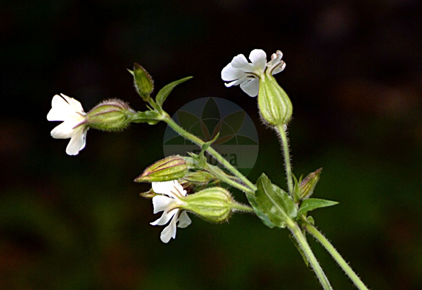 Silene vulgaris - Caryophyllaceae,Plantae,Pteridobiotina,Angiosperms,Caryophyllales,Caryophyllaceae,Silene,Silene vulgaris,Behen alpinus, Behen angustifolius, Behen antelopum, Behen fabarius, Behen glareosus, Behen oleraceum, Behen puberulus, Behen trachiatus, Behen vesicarium, Behen vesicarius, Behen vulgaris, Behenantha behen, Behenantha glaucescens, Behenantha inflata, Behenantha saponariifolia, Cucubalus alpinus, Cucubalus angustissimus, Cucubalus antelopum, Cucubalus behen, Cucubalus inflatus, Cucubalus latifolius, Cucubalus littoralis, Cucubalus marginatus, Cucubalus montanus, Cucubalus personii, Cucubalus rotundifolius, Cucubalus saponariifolius, Cucubalus scaber, Cucubalus venosus, Cucubalus viridis, Elisanthe zawadskii, Oberna behen, Silene behen var. cucubalus, Silene cucubalus, Silene inflata, Silene inflata var. pubescens, Silene inflata var. vulgaris, Silene latifolia, Silene latifolia var. pubescens, Silene saponariifolia, Silene venosa, Silene vulgaris f. latifolia, Silene vulgaris subsp. vulgaris, Silene wallichiana, Silene zawadskii, Viscago behen,Alpen-Leimkraut;Gämsen-Leimkraut;Strand-Leimkraut;Taubenkropf-Leimkraut;Aufgeblasenes Leimkraut;Gemsen-Leimkraut;Kies-Leimkraut;Schutt-Leimkraut;Klatschnelke;Schutthalden-Leimkraut;Gewöhnlicher Taubenkropf;Galmei-Leimkraut;Taubenkropf;Weiße Lichtnelke;Weißes Leimkraut;Gewöhnliches Leimkraut;bladder campion;sea campion;bell catchfly;red mountain catchfly;silène enflé;cowbell;maidenstears;Silène enflé;silène commun;claquet;cornillet;behen blanc;claquel;clochette blanche;pétard;pétardes;silène vulgaire;tapotte;taquet;coneles;escafidos;colleja;alcaducea;cluxidera;cojetes;conejera;pistones;restallones;tiratiros;verderuela;Bubbolini;Silene rigonfia;Strigoli;strigoli comune;stritoli;mezzettini;erba del cucco;messettini;små sileshår;blaassilene;erva-traqueira;alfinetes;assobios;bermim;erva-cucubalus;erva-tranqueira;orelha-de-boi;rilha-de-boi;смолёвка обыкновенная;смолёвка хлопушка;смолёвка широколистная;ecibücü;klokëz;klokëza e rëndomtë;colís;colitxos;esclafidor;naduta pušina;smal vlieszaad;smällglim;vanlig smällglim;blære smelde;blæresmælde;lepnica rozdęta;shiratamaso;shiratamasô;シラタマソウ;pokalica;hólyagos habszegfű;silenka nadmutá;gușa porumbelului;silenka nadutá;silenka obyčajná;смілка звичайна;мехуресто плюшкавиче;обикновено плюшкавиче;harilik põisrohi;platlapu plaukšķene;engsmelle;nurmikohokki;обични пуцавац;tzipparenit fefuchah;צִפָּרְנִית נְפוּחָה;qasqejża;girgždukas;paprastoji naktižiedė;tighecht;βοιδοκράτης;σιληνή στενόφυλλος