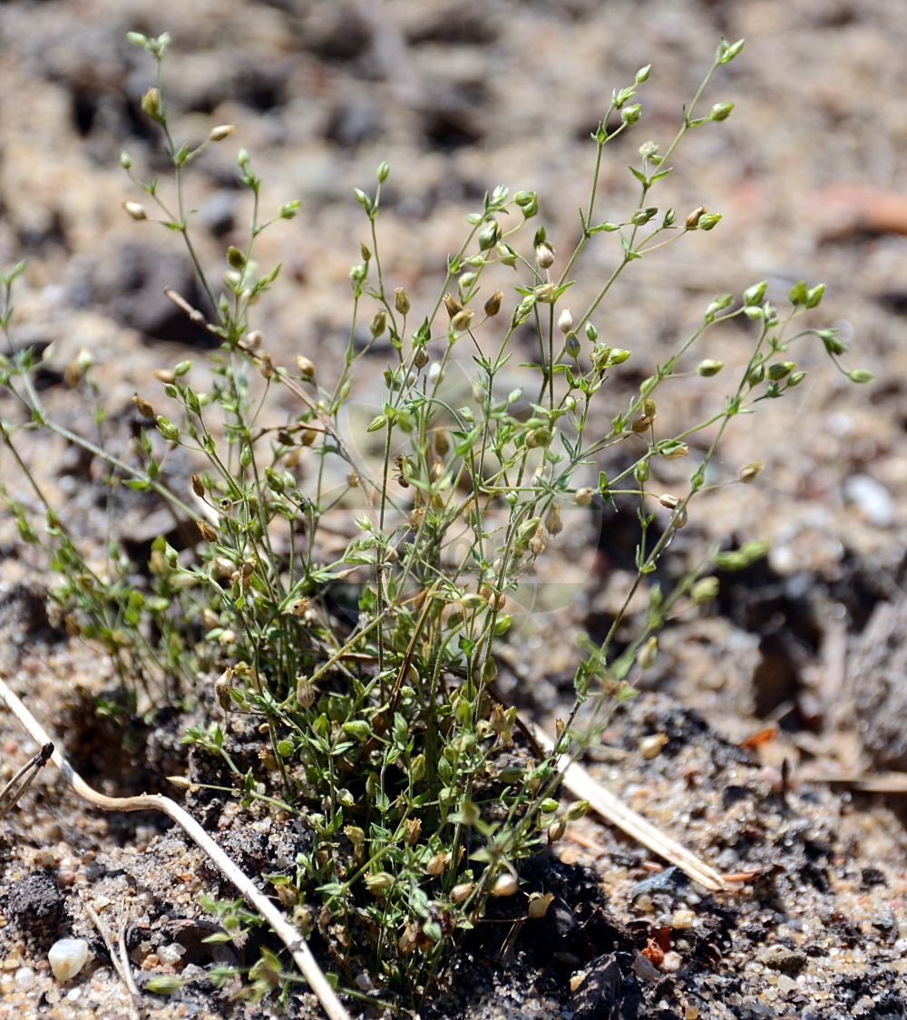 Arenaria serpyllifolia subsp. leptoclados - Caryophyllaceae,Plantae,Pteridobiotina,Angiosperms,Caryophyllales,Caryophyllaceae,Arenaria,Arenaria serpyllifolia,Arenaria serpyllifolia subsp. leptoclados,Arenaria breviflora, Arenaria foliacea, Arenaria gorgonea, Arenaria leptoclados, Arenaria leptoclados, Arenaria leptoclados subsp. minutiflora, Arenaria leptoclados subsp. viscidula, Arenaria leptoclados var. lindbergi, Arenaria leptoclados var. viscidula, Arenaria minutiflora, Arenaria serpyllifolia subsp. minutiflora, Arenaria serpyllifolia subsp. tenuior, Arenaria serpyllifolia var. leptoclados, Arenaria serpyllifolia var. tenuior, Arenaria serpyllifolia var. viscidula, Arenaria uralensis, Arenaria zozii,Dünnstängliges Sandkraut;Südliches Sandkraut;Dünnstängeliges Sandkraut;Zartes Sandkraut;Dünnstengeliges Sandkraut;Zartes Quendelblättriges Sandkraut;slender sandwort;small fine-leaved sandwort;small thyme-leaved sandwort;Sabline de Salis-Marschlins;Sabline grêle;sabline à rameaux fins;sabline à parois fines;arenaria a rami brevi;tengere zandmuur;dente-de-cão;песчанка тонковетвистая;arenarie;žutozelena pjeskarica;spädnarv;spæd sandarve;tankostebelna peščenka;puha homokhúr;písečnice tenkovětvá;piesočnica štíhla;піщанка зоза;піщанка коротколиста;піщанка тонкостеблова;піщанка уральська;тънкоклонеста песъчарка;spedarve;siroarho;arenaryah metzuyah;אָרֵנַרְיָה מְצוּיָה;αρεναρία λεπτοφυής