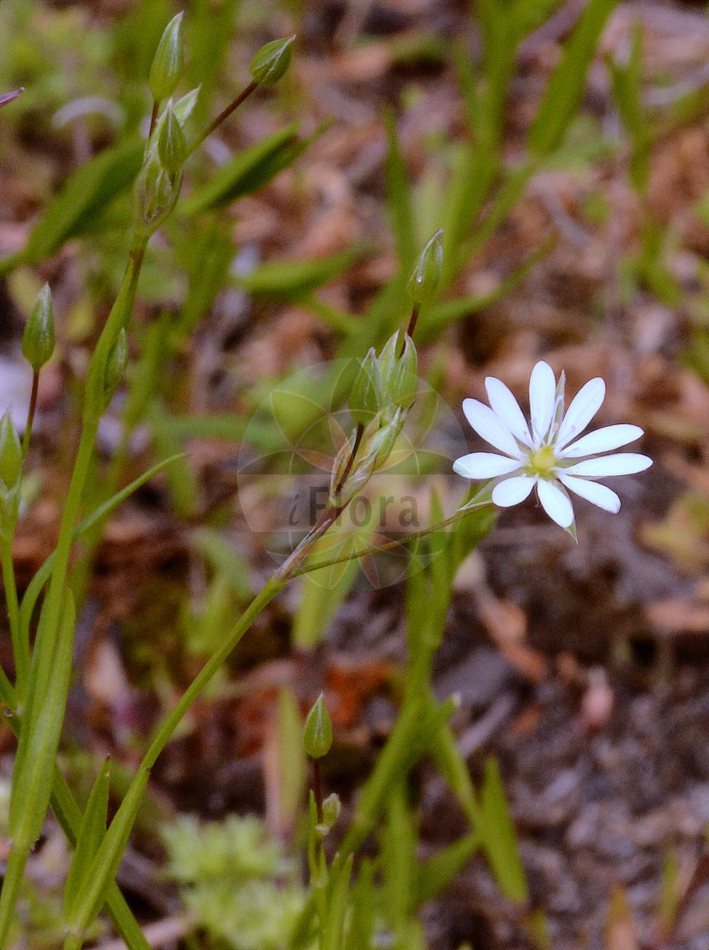 Stellaria graminea - Caryophyllaceae,Plantae,Pteridobiotina,Angiosperms,Caryophyllales,Caryophyllaceae,Stellaria,Stellaria graminea,Alsine graminea, Cerastium gramineum, Stellaria graminea var. graminea, Stellaria gramineoides, Stellaria patentifolia, Stellularia graminea,Gras-Sternmiere;Grasmiere;lesser stitchwort;common starwort;grass-leaved stitchwort starwort;starwort;mouron des champs;grass-leaved stitchwort;little starwort;grass-like starwort;Stellaire graminée;étoilette graminée;genouillée;stellaire à feuilles de graminée;estelaria;Centocchio gramignola;grasmuur;spinazie-zuring;звездочка злачная;звездчатка злаковидная;пьяная трава;cücübarsağı;stelara gramore;stelare;yllëzi graminorëve;rèvola menuda;travolika mišjakinja;spik-vallmo;grässtjärnblomma;græsbladet fladstjerne;gwiazdnica trawiasta;karafutohosobahakobe;カラフトホソバハコベ;travnata zvezdica;pázsitos csillaghúr;réti csillaghúr;ptačinec trávovitý;rocoțel gramineu;hviezdica trávovitá;зірочник злаковидний;зірочник п'яне сіно;бяла звездица;тревна звездица;oras-tähthein;zāļlapu virza;grasstjerneblom;heinätähtimö;akurarfi;дуголисна мишјакиња;пруголисна мишјакиња;siaurlapė žliūgė;στελλάρια γραστιδόμορφος