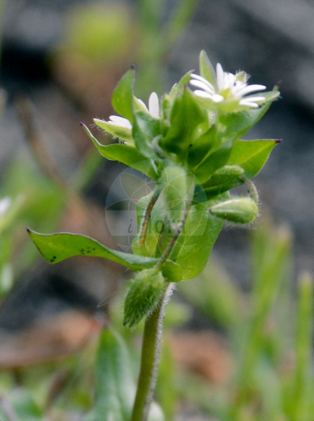 Stellaria media - Caryophyllaceae,Plantae,Pteridobiotina,Angiosperms,Caryophyllales,Caryophyllaceae,Stellaria,Stellaria media,Alsine apetala, Alsine avicularum, Alsine barbata, Alsine bipartita, Alsine brachypetala, Alsine elongata, Alsine glabella, Alsine gussonii, Alsine media, Alsine media, Alsine media var. transiens, Alsine pallida, Alsine repens, Alsine vulgaris, Alsinella wallichiana, Arenaria vulgaris, Stellaria abortiva, Stellaria boraeana, Stellaria glabra, Stellaria hiemalis, Stellaria media f. apetala, Stellaria media f. malachioides, Stellaria media var. apetala, Stellaria media var. media, Stellaria media var. normalis, Stellaria monogyna, Stellularia media,Vogel-Sternmiere;Bleiche Sternmiere;Vogelmiere;Gewöhnliche Vogelmiere;Hühnerdarm;Bleiche Vogelmiere;common chickweed;mouron des oiseaux;starwort;winterweed;Mouron des oiseaux;Stellaire intermédiaire;morgeline;hierba gallina;hierba pajarera;pamplina;hierba roquera;hierba de los canarios;maruja;regojo;picagallina;ojo de gringo;berillo;borrissol;capiqui;yerba choquera;yerba de los caminos;estrellita;bocado de gallina;hierba choquera;alsine;cloquera;hierba de las aves;hierba de los callejones;hierba de los rincones;hierba gallinera;hierba maruja;hierba parajera;lapilla;murajes;orejuelas de ratón;pamplina de canarios;Centocchio comune;centocchio;paperina comune;morso di gallina;herba gallina;peverina;sparv-vicker;spatel-viltkruid;ganzemuur;vogelmuur;morugem-vulgar;morugem-branca;meragem-branca;erva-canária;erva-moleira;marugem;morugem-verdadeira;olho-de-toupeira;orelha-de-rato;orelha-de-toupeira;звездочка мокрица;звездочка средняя;звездчатка средняя;мокрица;kuşotu;stelare;morró comú;morrons blancs;picagallina;sparv-näva;våtarv;almindelig fuglegræs;gwiazdnica pospolita;hakobe;ko-hakobe;コハコベ;ハコベ;navadna zvezdica;közönséges tyúkhúr;tyúkhúr;ptačinec prostřední;ptačinec žabinec;rocoțel mediu;hviezdica prostredná;зірочник середній;врабчови чревца;средна звездица;vesihein;parastā virza;vassarve;pihatähtimo;haugarfi;мишје уво;обична мишјакиња;kochavit metzuyah;כּוֹכָבִית מְצוּיָה;daržinė žliūgė;στελλάρια;στελλάρια μεσαία;fán lǚ;繁缕