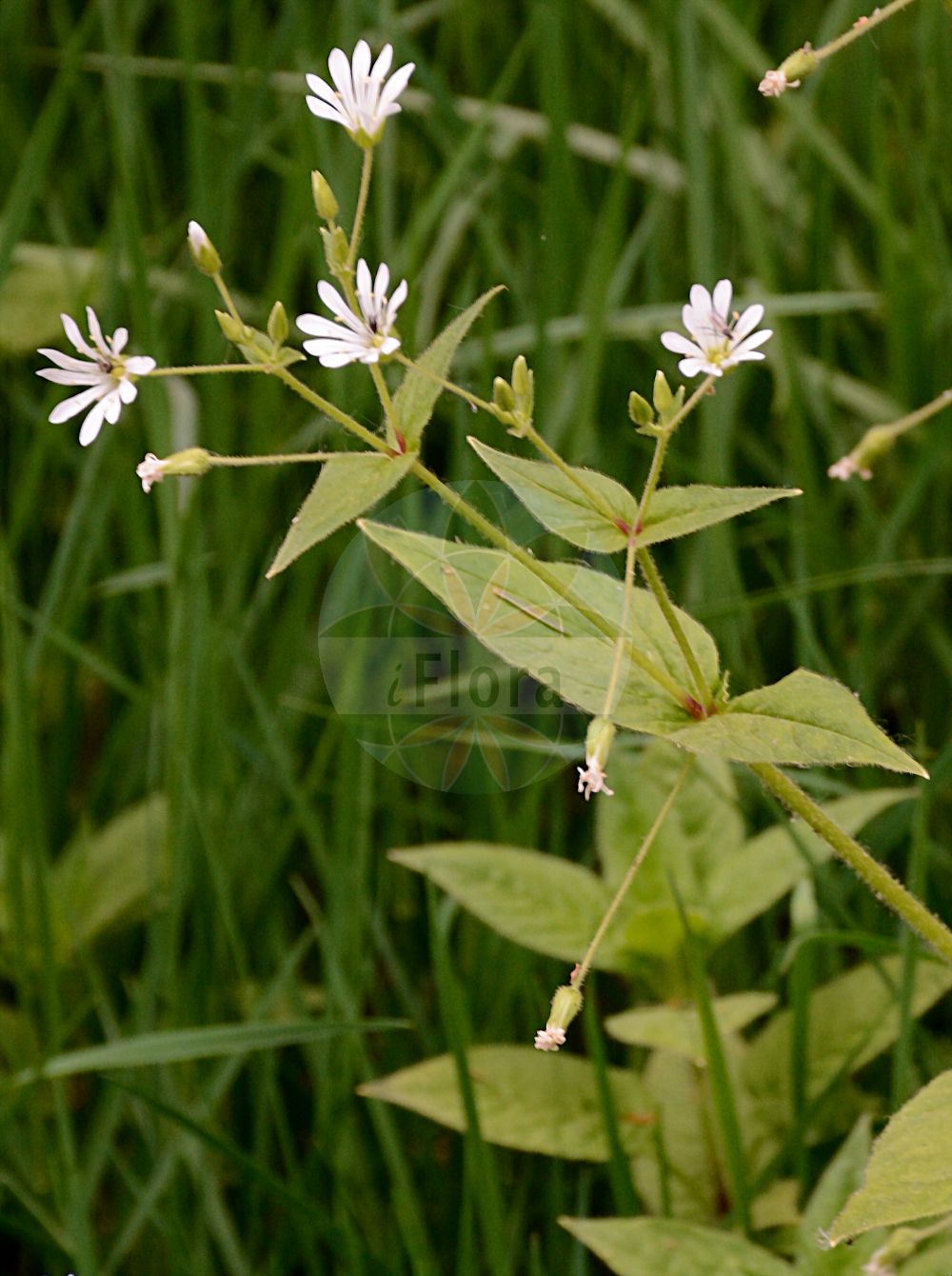 Stellaria nemorum - Caryophyllaceae,Plantae,Pteridobiotina,Angiosperms,Caryophyllales,Caryophyllaceae,Stellaria,Stellaria nemorum,Alsine media var. nemorum, Alsine nemorum, Alsine nemorum, Cerastium nemorum, Stellaria ciliata, Stellaria limitanea, Stellaria nemorum var. bracteata, Stellaria nemorum var. bungeana, Stellaria nemorum var. subebracteata,Hain-Sternmiere;Berg-Hain-Sternmiere;Berg-Sternmiere;Hexenkraut-Sternmiere;Wald-Sternmiere;Berg-Hainsternmiere;Eigentliche Hain-Sternmiere;wood stitchwort;wood chickweed;Stellaire des bois;faux mouron rampant;grande alsine;stellaire des montagnes;alsine de bosque;Centocchio dei boschi;stellaria dei boschi;spansk hvit-lök;spansk körvel;bosmuur;groote boschmuur;grote boschmuur;звездочка лесная;звездчатка лесная;civcivlik;stelara pyjesh;stelare;yllëz i pyllit;estel·lària de bosc;gajska mišjakinja;mišjakinja;nordlundarv;sydlundarv;lund-fladstjerne;nordlig lund-fladstjerne;sydlig lund-fladstjerne;gwiazdnica gajowa;gozdna zveszdica;kljukastosemenska zvezdica;erdei csillaghúr;ptačinec hajní;rocoțel de dumbravă;steluță;hviezdica hájna;зірочник гайовий;горска звездица;сенчеста звездица;salutähthein;birztalu virza;skogstjerneblom;lehtotähtimo;miškinė žliūgė;στελλάρια αλσώδης