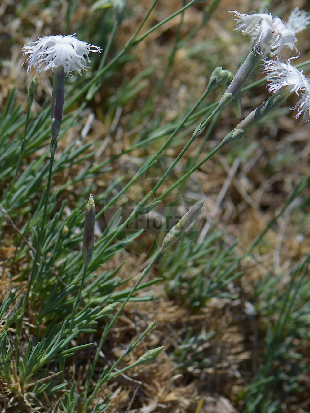 Dianthus arenarius - Caryophyllaceae,Plantae,Pteridobiotina,Angiosperms,Caryophyllales,Caryophyllaceae,Dianthus,Dianthus arenarius,Dianthus arenarius var. glaucus, Dianthus arenarius var. suecicus, Dianthus krylovianus, Silene arenaria, Tunica arenaria,Sand-Nelke;Krylovs Nelke;stone pink;sand pink;oeillet des sables;garofano delle sabbie;zandanjer;песчаная гвоздика;гвоздика песчаная;sandnejlika;sand-nellike;gożdzik piaskowy;balti szegfű;hvozdík písečný;klinček piesočný;nõmmnelk;smiltāju neļķe;sandnellik;hietaneillika;smiltyninis gvazdikas