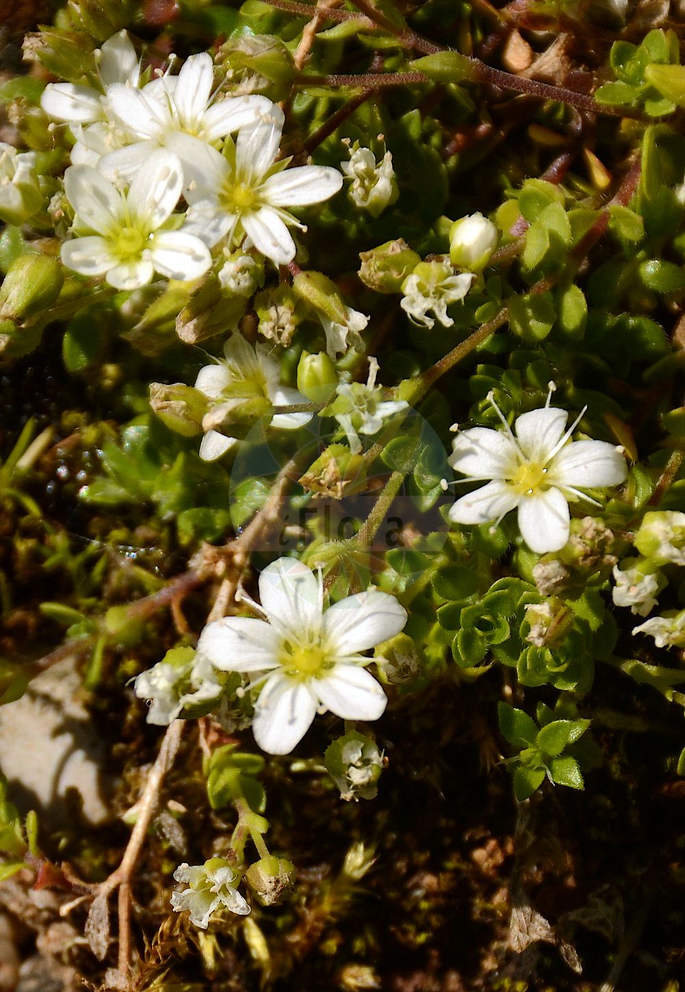 Arenaria ciliata subsp. multicaulis - Caryophyllaceae,Plantae,Pteridobiotina,Angiosperms,Caryophyllales,Caryophyllaceae,Arenaria,Arenaria ciliata,Arenaria ciliata subsp. multicaulis,Arenaria ciliata f. polycarpoides, Arenaria ciliata subsp. moerhingioides, Arenaria ciliata subsp. polycarpoides, Arenaria ciliata var. frigida, Arenaria ciliata var. moerhingioides, Arenaria gothica subsp. moehringioides, Arenaria moehringioides, Arenaria multicaulis, Arenaria polycarpoides,Vielstängeliges Sandkraut;Vielstängliges Wimper-Sandkraut;Vielstängeliges Wimper-Sandkraut;Sabline à plusieurs tiges;sabline à plusieurs tiges;arenaria a fusti numerosi;arenaria moehringioide;песчанка реснитчатая;arenària ciliada