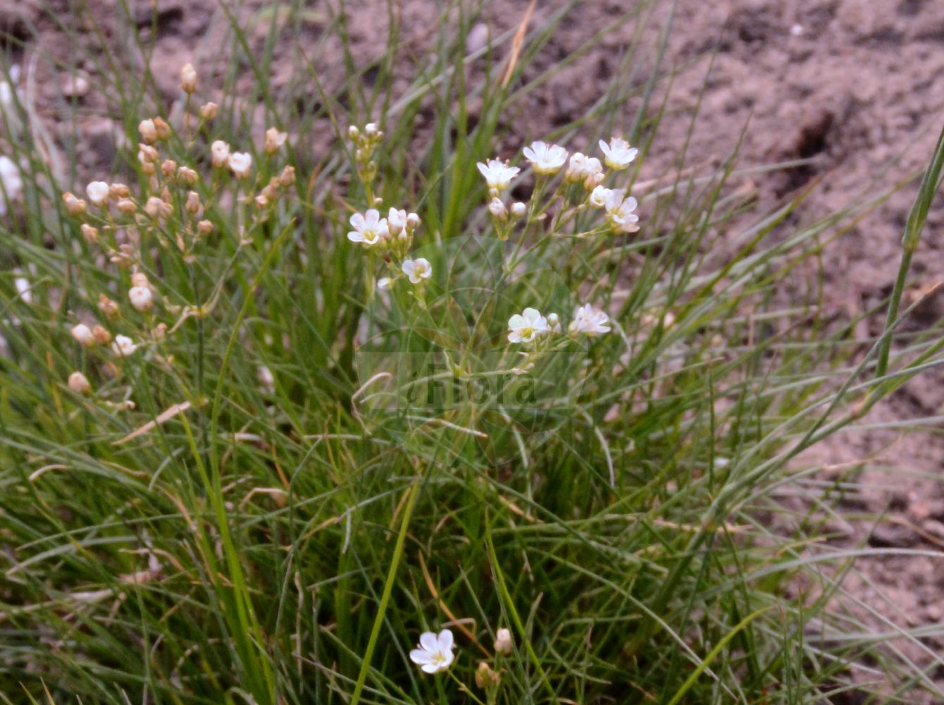 Eremogone procera - Caryophyllaceae,Plantae,Pteridobiotina,Angiosperms,Caryophyllales,Caryophyllaceae,Eremogone,Eremogone procera,Arenaria filifolia, Arenaria koriniana, Arenaria koriniana, Arenaria micradenia, Arenaria preslii, Arenaria procera, Arenaria procera, Arenaria ucranica, Eremogone koriniana, Eremogone micradenia, Eremogone micrantha,Grasblättriges Sandkraut;песчанка злаколистная;песчанка узколистная;piaskowiec trawiasty;hegyi homokhúr;висока песъчарка;palu-liivkaan;zāļlapu smiltenīte;siauralapė smiltė
