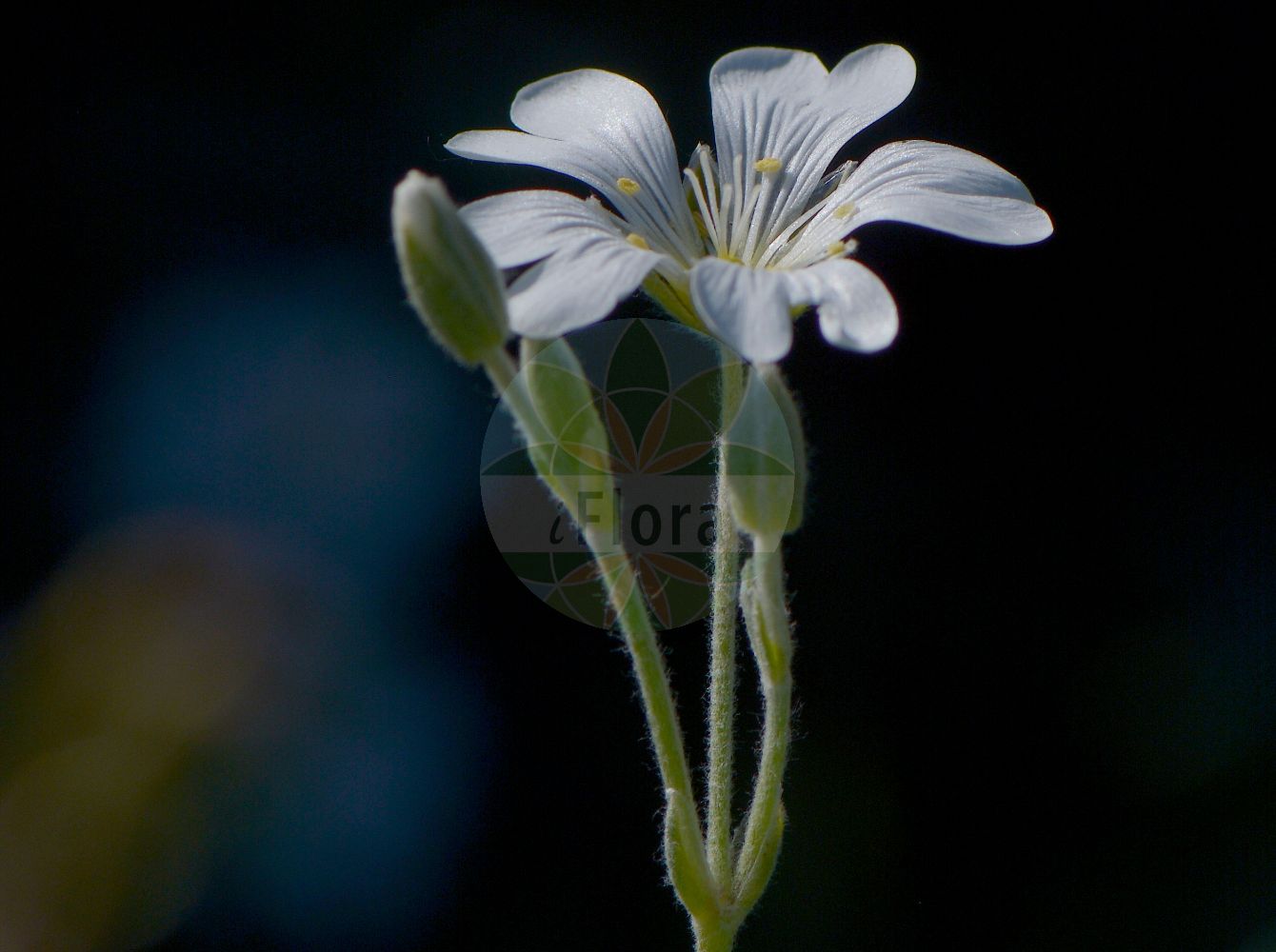 Cerastium tomentosum - Caryophyllaceae,Plantae,Pteridobiotina,Angiosperms,Caryophyllales,Caryophyllaceae,Cerastium,Cerastium tomentosum,Alsine tomentosa, Cerastium album, Cerastium bosniacum, Cerastium columnae, Cerastium decalvans, Cerastium elatum, Cerastium hybridum, Cerastium longifolium, Cerastium repens, Myosotis lanata,Filziges Hornkraut;snow-in-summer;dusty miller;céraiste tomenteux;Céraiste tomenteux;céraiste cotonneux;Peverina tomentosa;spits-kool;viltige hoornbloem;neve-no-verão;ясколка войлочная;ak boynuzotu;cerast;pustenasti rožac;silverarv;filtet hønsetarm;rogownica kutnerowata;polstena smiljka;molyhos madárhúr;rožec plstnatý;lâna caprelor;rožec plstnatý;filtarve;sølvarve;hopeahärkki
