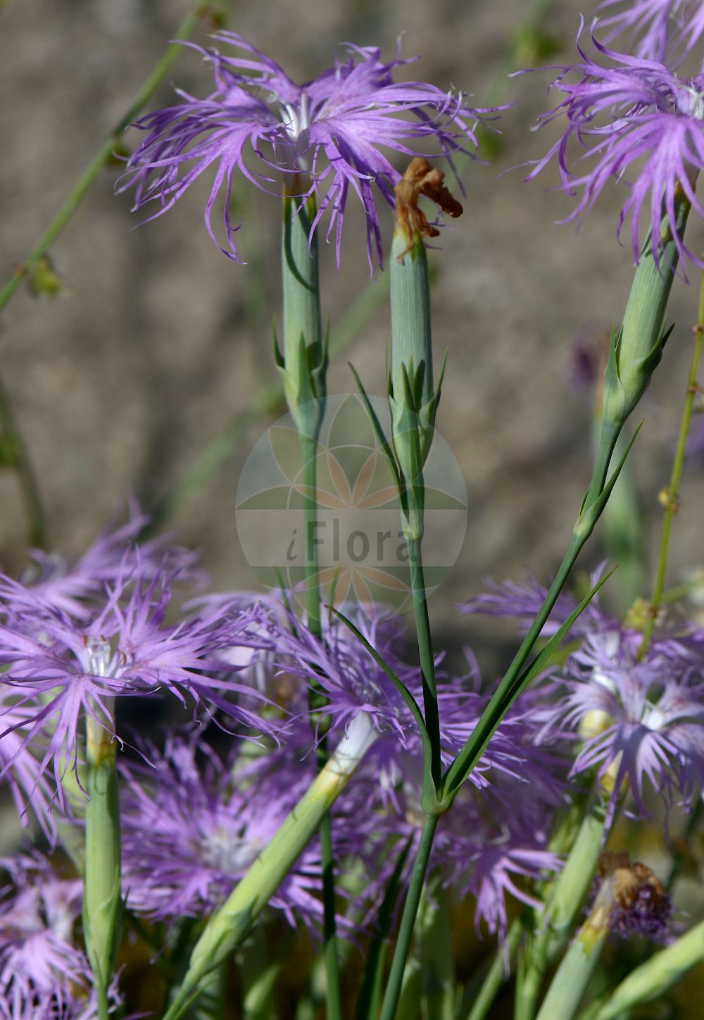 Dianthus hyssopifolius - Caryophyllaceae,Plantae,Pteridobiotina,Angiosperms,Caryophyllales,Caryophyllaceae,Dianthus,Dianthus hyssopifolius,Dianthus acuminatus, Dianthus alpestris, Dianthus ambiguus, Dianthus condensatus, Dianthus controversus, Dianthus eynensis, Dianthus monspeliacus, Dianthus monspessulanus var. alpestris, Dianthus monspessulanus var. alpicola, Dianthus monspessulanus var. brevifolius, Dianthus monspessulanus var. jacetanus, Dianthus monspessulanus var. plumosus, Dianthus monspessulanus var. suaveolens, Dianthus odoratissimus, Dianthus oreades, Dianthus plumosus, Dianthus saxatilis, Dianthus seguieri subsp. controversus, Dianthus seguieri var. controversus, Dianthus sprengelii, Dianthus suaveolens,Montpellier-Nelke;Oeillet de Montpellier;oeillet à lanières;clavel;clavelina;clavelito;clavellina;Garofano di bosco;гвоздика иссополистная;clavell de pastor;miomirisni klinčac;montpellierski klinçek