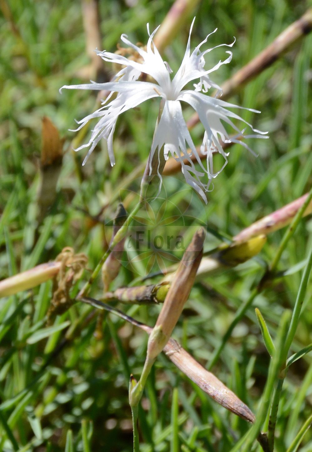Dianthus monspessulanus - Caryophyllaceae,Plantae,Pteridobiotina,Angiosperms,Caryophyllales,Caryophyllaceae,Dianthus,Dianthus monspessulanus,Montpellier-Nelke;Dolomit-Nelke;Gewöhnliche Montpellier-Nelke;Ysop-Nelke;Ysopblättrige Nelke