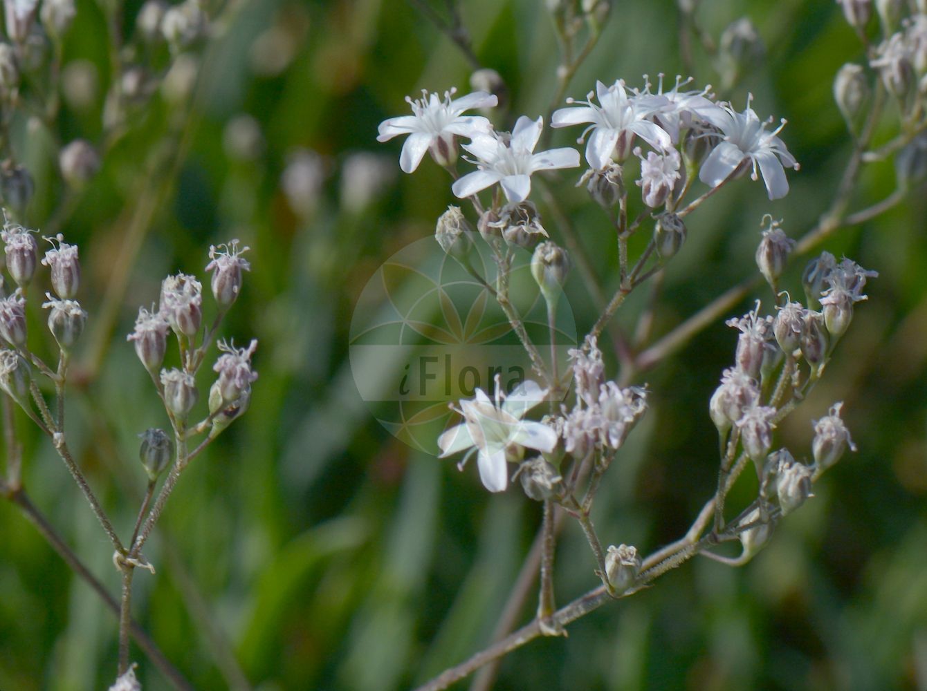 Gypsophila fastigiata - Caryophyllaceae,Plantae,Pteridobiotina,Angiosperms,Caryophyllales,Caryophyllaceae,Gypsophila,Gypsophila fastigiata,Gypsophila arenaria, Gypsophila arenaria var. hypotricha, Gypsophila belorossica, Gypsophila corymbosa, Gypsophila dichotoma, Gypsophila fastigiata subsp. belorossica, Gypsophila fastigiata var. arenaria, Gypsophila pulposa,Ebensträußiges Gipskraut;Büscheliges Gipskraut;Sand-Gipskraut;fastigiate gypsophila;качим пучковатый;sadarka štitkasta;såpört;sand-gipsurt;gipsówka baldachogronowa;łyszczec baldachogronowy;łyszczec baldaszkogronowy;homoki fátyolvirág;šater svazčitý;gypsomilka zväzkovitá;лещиця пучкувата;kännas-kipslill;garkātu ģipsene;såpeslør;kangasraunikki;stačioji guboja
