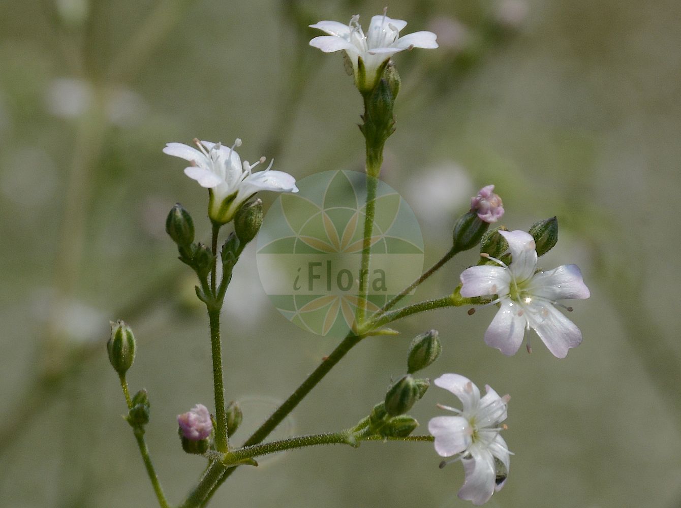 Gypsophila paniculata - Caryophyllaceae,Plantae,Pteridobiotina,Angiosperms,Caryophyllales,Caryophyllaceae,Gypsophila,Gypsophila paniculata,Arrostia paniculata, Gypsophila effusa, Gypsophila hungarica, Gypsophila manginii, Gypsophila paniculata var. adenopoda, Gypsophila paniculata var. paniculata, Gypsophila parviflora, Gypsophila tatarica,Rispiges Gipskraut;Schleier-Gipskraut;Rispen-Gipskraut;Schleierkraut;baby's-breath;perennial baby's-breath;tall baby's-breath;gypsophile paniculée;oeillet d'amour;maiden's breath;tall gypsophila;Gypsophile paniculée;velo de novia;gisófila;Gipsofila comune;velo da sposa;bruidssluier;snitt-selleri;pluimgipskruid;gipsofila;mosquitinho;cravo-de-amor;гипсофила метельчатая;качим метельчатый;salkım çöven;brudslöja;brudeslør;flerårig brudeslør;gipsówka wiechowata;łyszczec wiechowaty;buglyos fátyolvirág;šater latnatý;gypsomilka metlinatá;šater latnatý;лещиця волотиста;метличеста мишорка;pööris-kipslill;skarainā ģipsene;brudeslør;morsiusharso;метличаста шушуљка;muilinė guboja;yuán zhuī shí tou huā;圆锥石头花