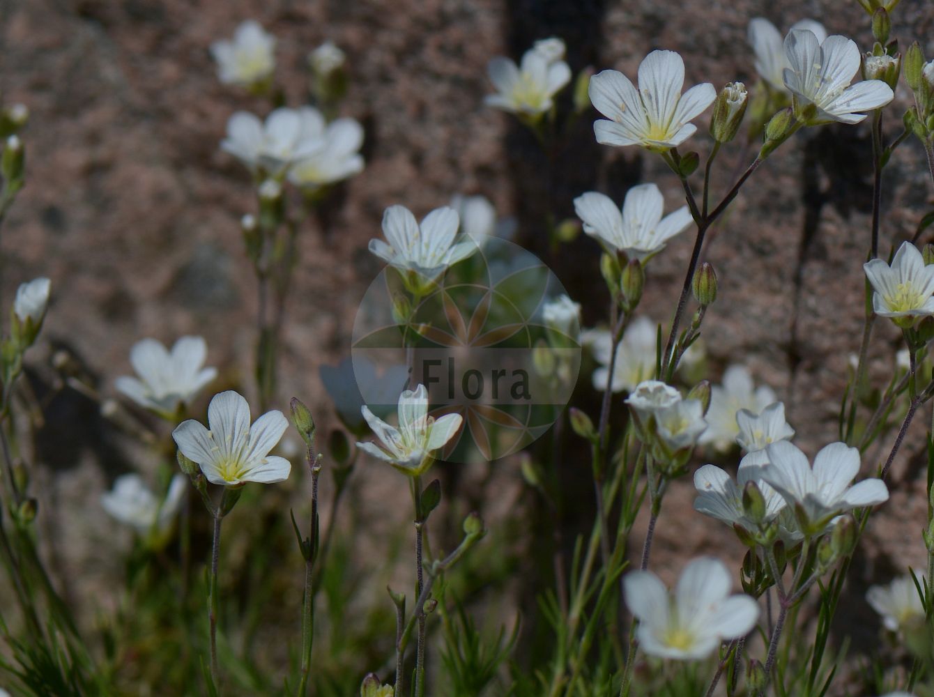 Minuartia laricifolia - Caryophyllaceae,Plantae,Pteridobiotina,Angiosperms,Caryophyllales,Caryophyllaceae,Minuartia,Minuartia laricifolia,Alsine laricifolia, Alsine liniflora, Alsine striata, Alsinopsis laricifolia, Arenaria laricifolia, Arenaria laricifolia var. hultenii, Arenaria laricifolia var. occulta, Arenaria liniflora, Arenaria polygonoides var. occulta, Minuartia diomedis, Minuartia laricifolia subsp. diomedis, Minuartia laricifolia var. diomedis, Minuartia striata, Wierzbickia laricifolia,Lärchenblättrige Miere;Karpaten-Lärchenblatt-Miere;Gewöhnliche Lärchenblättrige Miere;Karpaten-Miere;Lärchennadel-Miere;Streifen-Miere;Nadelblättrige Miere