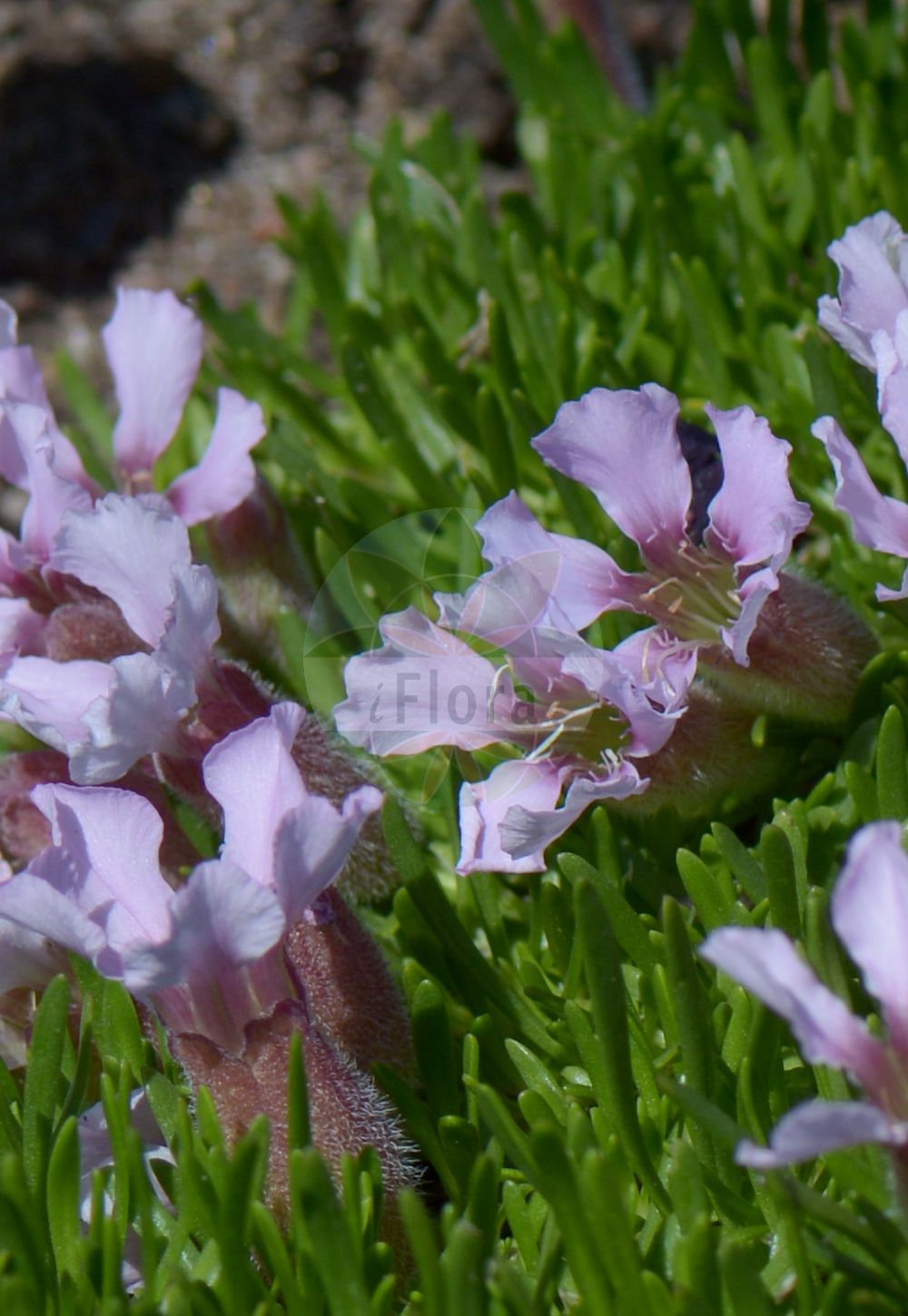 Saponaria pumila - Caryophyllaceae