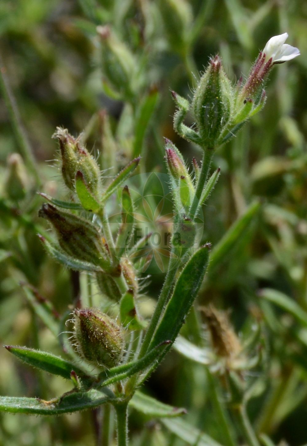 Silene gallica - Caryophyllaceae,Plantae,Pteridobiotina,Angiosperms,Caryophyllales,Caryophyllaceae,Silene,Silene gallica,Corone gallica, Corone quinquevulnera, Cucubalus sylvestris, Cucubalus variegatus, Lychnis cerastoides, Silene anglica, Silene cerastoides, Silene chilensis, Silene gallica f. gallica, Silene gallica f. quinquevulnera, Silene gallica subsp. anglica, Silene giraldii, Silene linophila, Silene quinquevulnera, Silene transtagana,Französisches Leimkraut;small-flowered catchfly;silène de france;english catchfly;five-wound catchfly;french catchfly;gunpowder weed;common catchfly;Silène de France;lychnis vulgaire;cornillet à cinq gouttes de sang;lychnis vulnéraire;silène à cinq blessures;silène à cinq plaies;carmelitilla;forastera;calabacilla;carmentilla;Silene gallica;mazzettino;smalbladige raai;Franse silene;narriz-de-zorra;alfinetes-da-terra;cabacinha;erva-cabaceira;erva-de-leite;erva-mel;erva-ovelha;gorga;nariz-de-zorra;смолёвка английская;serçe çiçeği;klokëz;klokëza e Francës;silene gàl·lica;galska pušina;smalbladige olijfwilg;åkerglim;franskglim;Fransk limurt;lepnica francuska;shirobana-mantema;シロバナマンテマ;francoska lepnica;francia habszegfű;silenka francouzská;silenka galská;silenka francúzska;смілка гальська;галско плюскавиче;френско плюскавиче;fransk smelle;ranskankohokki;tzipparenit tzarefatit;צִפָּרְנִית צָרְפָתִית;σιληνή γαλλική