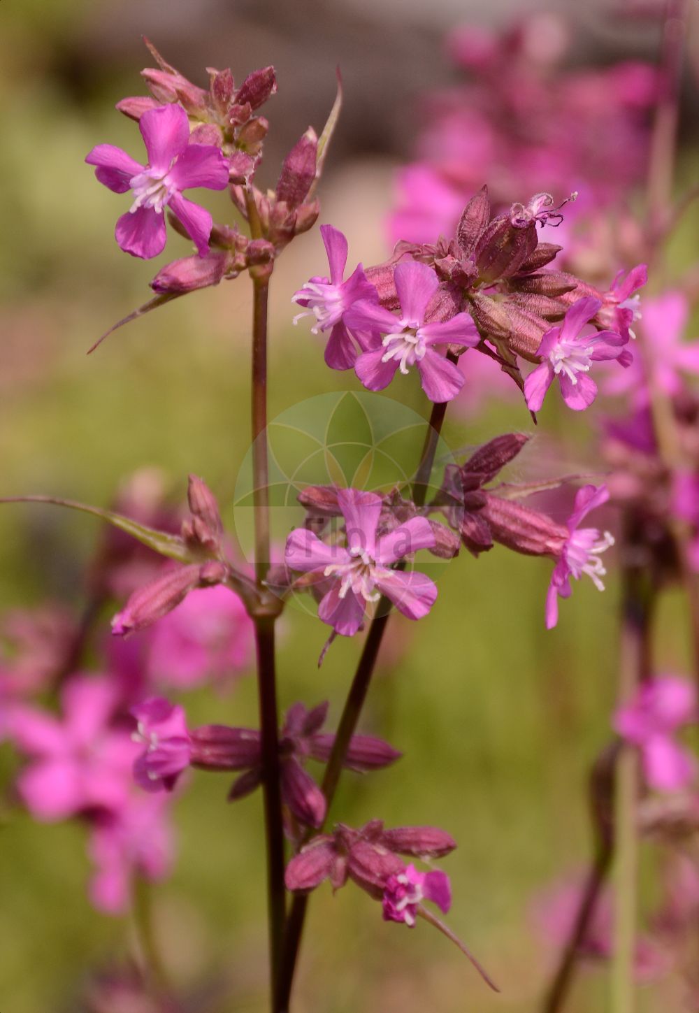 Silene suecica - Caryophyllaceae,Plantae,Pteridobiotina,Angiosperms,Caryophyllales,Caryophyllaceae,Silene,Silene suecica,Agrostemma alpina, Agrostemma suecica, Lychnis alpina, Lychnis suecica, Steris alpina, Viscaria alpina,Alpen-Pechnelke;alpine catchfly;alpine pink;lychnide alpine;Silène de Suède;Viscaire des Alpes;lychnide des Alpes;lychnis des Alpes;Crotonella alpina;смолка альпийская;licnis alpina;fjällnejlika;Alpe-tjærenellike;fjelltjæreblom;pikkutervakko;ljósberi
