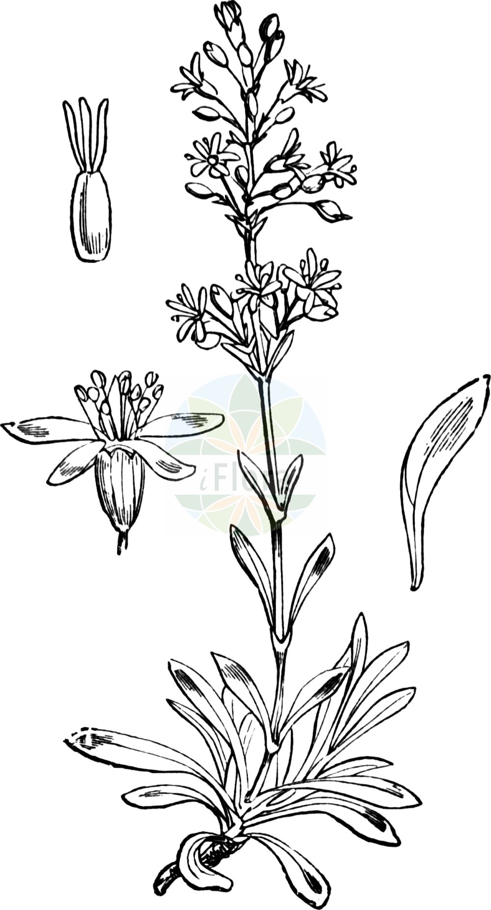 Silene otites - Caryophyllaceae,Plantae,Pteridobiotina,Angiosperms,Caryophyllales,Caryophyllaceae,Silene,Silene otites,Cucubalus dioicus, Cucubalus effusus, Cucubalus hermaphroditus, Cucubalus otites, Cucubalus parviflorus, Diplogama otites, Otites pseudotites, Silene otites, Silene pseudo-otites,Öhrchen-Leimkraut;Ohrlöffel-Leimkraut;spanish catchfly;Silène otitès;silène à oreillettes;Silene otite;oorsilene;смолёвка ушловидная;sinekkıran;klokëz;silene otites;uškasta pušina;brokglim;kvastglim;klit-limurt;lepnica usznica;lepnica wąskoopłatowa;lopatičastolistna lepnica;szikár habszegfű;silenka ušnice;silenka uškatá;ушно плюскавиче;liiv-põisrohi;ausainā plaukšķene;øresmelle;arokohokki;лепењача;ausytoji naktižiedė;σιληνή ωτίτις