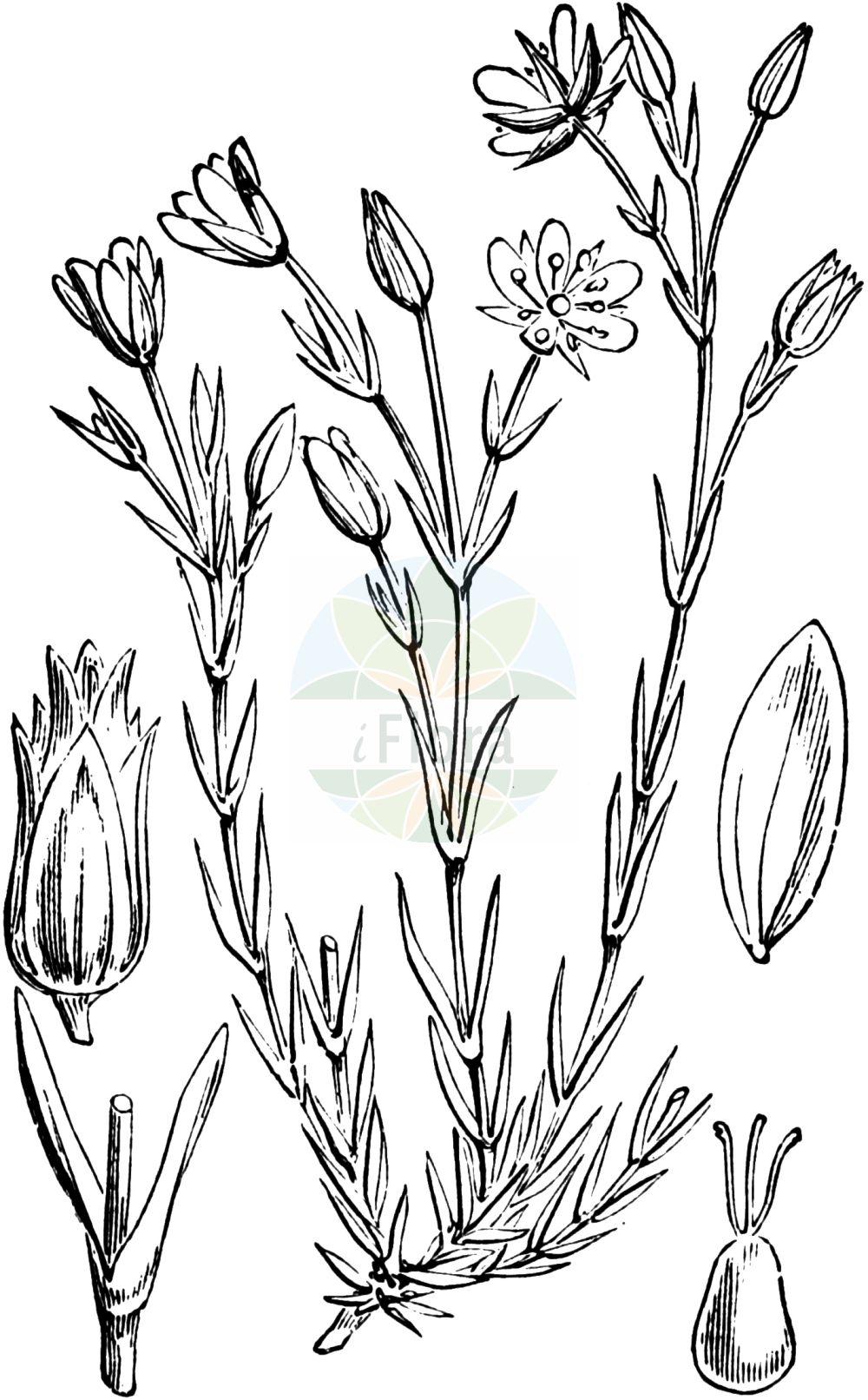 Minuartia - Caryophyllaceae,Biota,Plantae,Pteridobiotina,Tracheophyta,Magnoliopsida,Caryophyllales,Caryophyllaceae,Minuartia,Alsinanthe, Alsine, Alsinopsis, Phlebanthia, Queria, Xeralsine