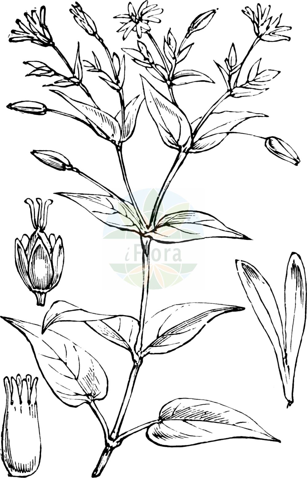 Stellaria nemorum - Caryophyllaceae,Plantae,Pteridobiotina,Angiosperms,Caryophyllales,Caryophyllaceae,Stellaria,Stellaria nemorum,Alsine media var. nemorum, Alsine nemorum, Alsine nemorum, Cerastium nemorum, Stellaria ciliata, Stellaria limitanea, Stellaria nemorum var. bracteata, Stellaria nemorum var. bungeana, Stellaria nemorum var. subebracteata,Hain-Sternmiere;Berg-Hain-Sternmiere;Berg-Sternmiere;Hexenkraut-Sternmiere;Wald-Sternmiere;Berg-Hainsternmiere;Eigentliche Hain-Sternmiere;wood stitchwort;wood chickweed;Stellaire des bois;faux mouron rampant;grande alsine;stellaire des montagnes;alsine de bosque;Centocchio dei boschi;stellaria dei boschi;spansk hvit-lök;spansk körvel;bosmuur;groote boschmuur;grote boschmuur;звездочка лесная;звездчатка лесная;civcivlik;stelara pyjesh;stelare;yllëz i pyllit;estel·lària de bosc;gajska mišjakinja;mišjakinja;nordlundarv;sydlundarv;lund-fladstjerne;nordlig lund-fladstjerne;sydlig lund-fladstjerne;gwiazdnica gajowa;gozdna zveszdica;kljukastosemenska zvezdica;erdei csillaghúr;ptačinec hajní;rocoțel de dumbravă;steluță;hviezdica hájna;зірочник гайовий;горска звездица;сенчеста звездица;salutähthein;birztalu virza;skogstjerneblom;lehtotähtimo;miškinė žliūgė;στελλάρια αλσώδης