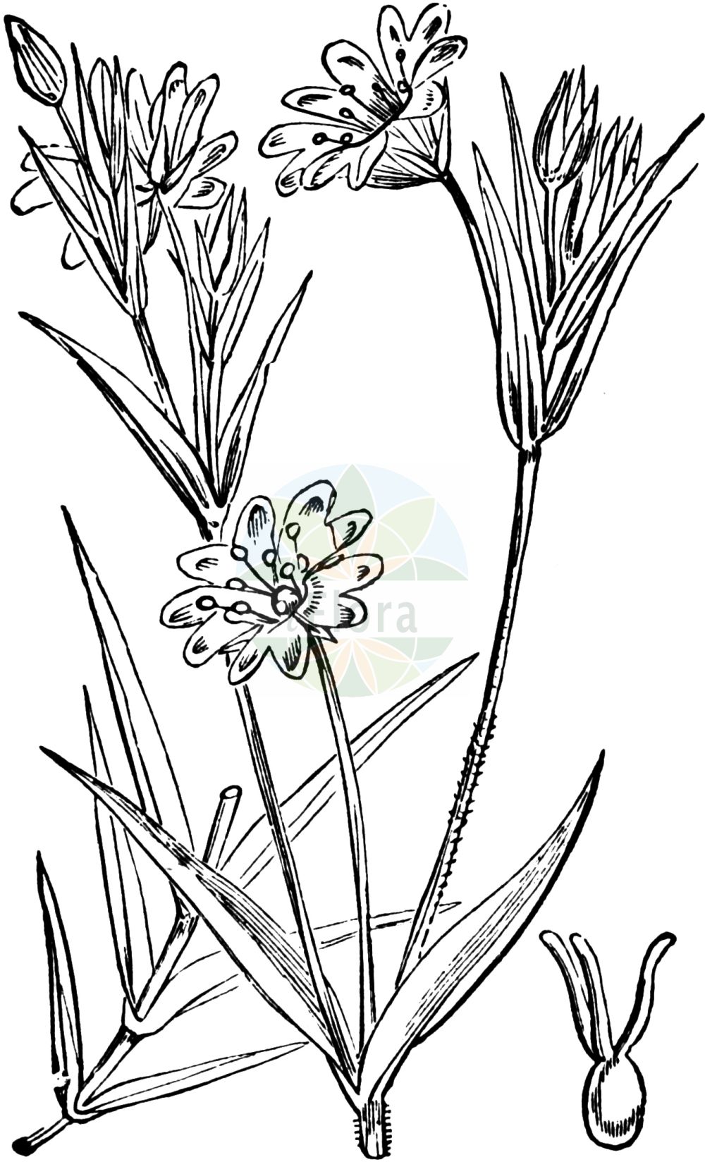 Stellaria holostea - Caryophyllaceae,Plantae,Pteridobiotina,Angiosperms,Caryophyllales,Caryophyllaceae,Stellaria,Stellaria holostea,Alsine holostea, Alsine scabra, Cerastium holosteum,Echte Sternmiere;Große Sternmiere;Großblütige Sternmiere;greater stitchwort;easter-bell;adder's meat;easter-bell starwort;satin flower;Stellaire holostée;craquets;herbe à la Sainte Vierge;holostée;langue d'oiseau;stellaire;estrellada;Centocchio garofanina;centocchia olostea;centocchio olosteo;grootbloemmuur;spets-kål;grote muur;звездочка ланцетовидная;звездчатка ланцетовидная;urgancık;apegalós;rabosa;rèvola;rèvola vera;velika mišjakinja;spenslig ullört;buskstjärnblomma;stor fladstjerne;gwiazdnica wielkokwiatowa;velecvetna zvezdica;olocsáncsillaghúr;ptačinec velkokvětý;iarbă moale;rocoțel lanceolat;hviezdica veľkokvetá;зірочник ланцетовидний;едроцветна звездица;ланцетолистна звездица;mets-tähthein;cietā virza;lundstjerneblom;kevättähtimo;висока мишјакиња;krūmokšninė žliūgė;στελλάρια ολόστεος