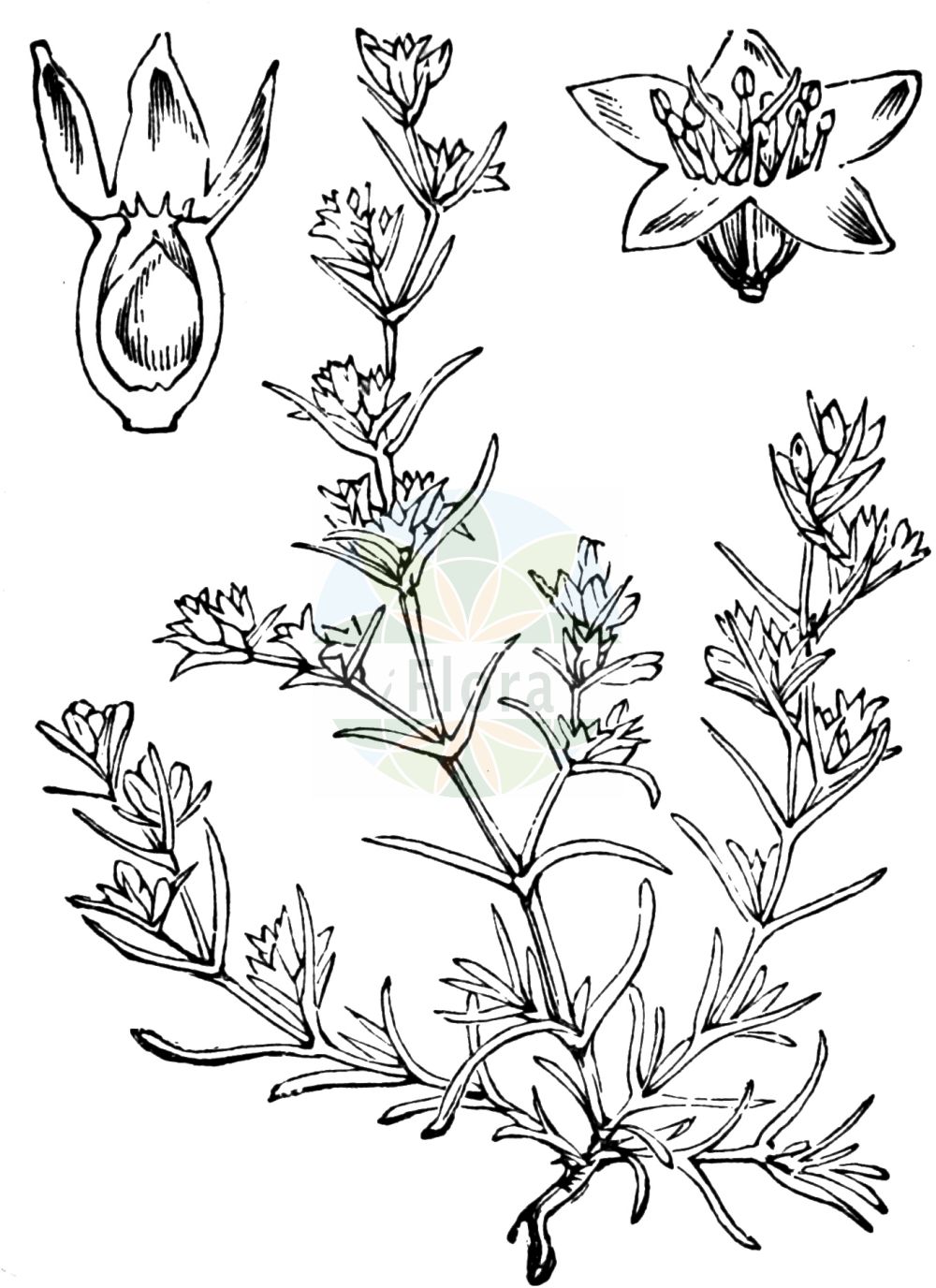 Scleranthus annuus - Caryophyllaceae,Plantae,Pteridobiotina,Angiosperms,Caryophyllales,Caryophyllaceae,Scleranthus,Scleranthus annuus,Scleranthus annuus subsp. annuus, Scleranthus glaucovirens, Scleranthus velebiticus