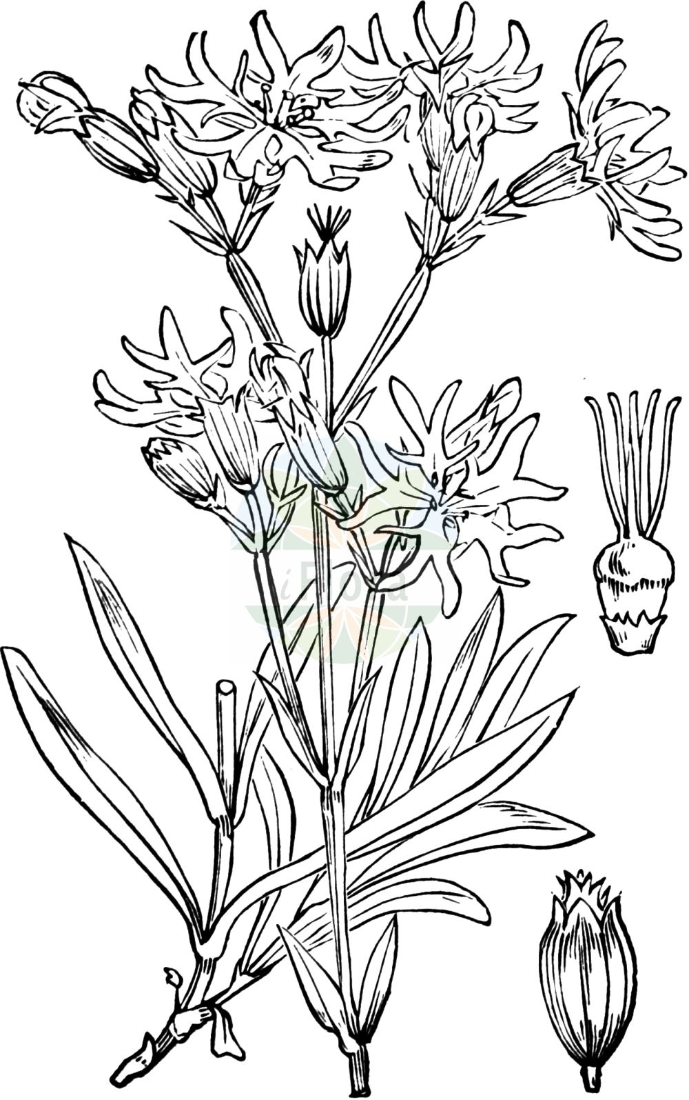 Silene flos-cuculi - Caryophyllaceae,Plantae,Pteridobiotina,Angiosperms,Caryophyllales,Caryophyllaceae,Silene,Silene flos-cuculi,Agrostemma flos-cuculi, Agrostemma lusitanica, Coccyganthe flos-cuculi, Coccyganthe pratensis, Coronaria flos-cuculi, Floscuculi pratense, Lychnis flos-cuculi, Melandrium flos-cuculi, Silene flos-cuculi, Silene flos-cuculi subsp. flos-cuculi,Kuckucks-Lichtnelke;ragged-robin;ragged robin;lychnide fleur-de-coucou;cuckoo flower;meadow campion;Silène fleur de coucou;fleur de coucou;lychnide laciniée;oeillet des prés;amourette;centaurée des prés;lampelle;lychnide fleur-de-coucou;lychnis fleur-de-coucou;pain de coucou;robin en guenilles;silène fleur-de-coucou;véronique des jardins;flor del cuclillo;flor del cuco;Crotonella fior di cuculo;fior di cuculo;fiore di Jove;koekoeksbloem;kraaienbloem;echte koekoeksbloem;flor-de-cuco;горицвет кукушкин;karafili i livadheve;lihnis;cucut de rec;flor de cucut;drijemnina;gökblomster;vanlig gökblomster;trævlekrone;firletka poszarpana;kukavičja lučca;réti kakukkszegfű;kohoutek luční;curcubeu cucului;floarea cucului;kukučka lúčna;коронарія зозуляча;кукувичи цвят;румянка;käokann;pļavas guntiņa;hanekam;käenkukka;munkahetta;обична рученика;румена дријемина;šilkažiedė gaisrena;κουκολούλουδο