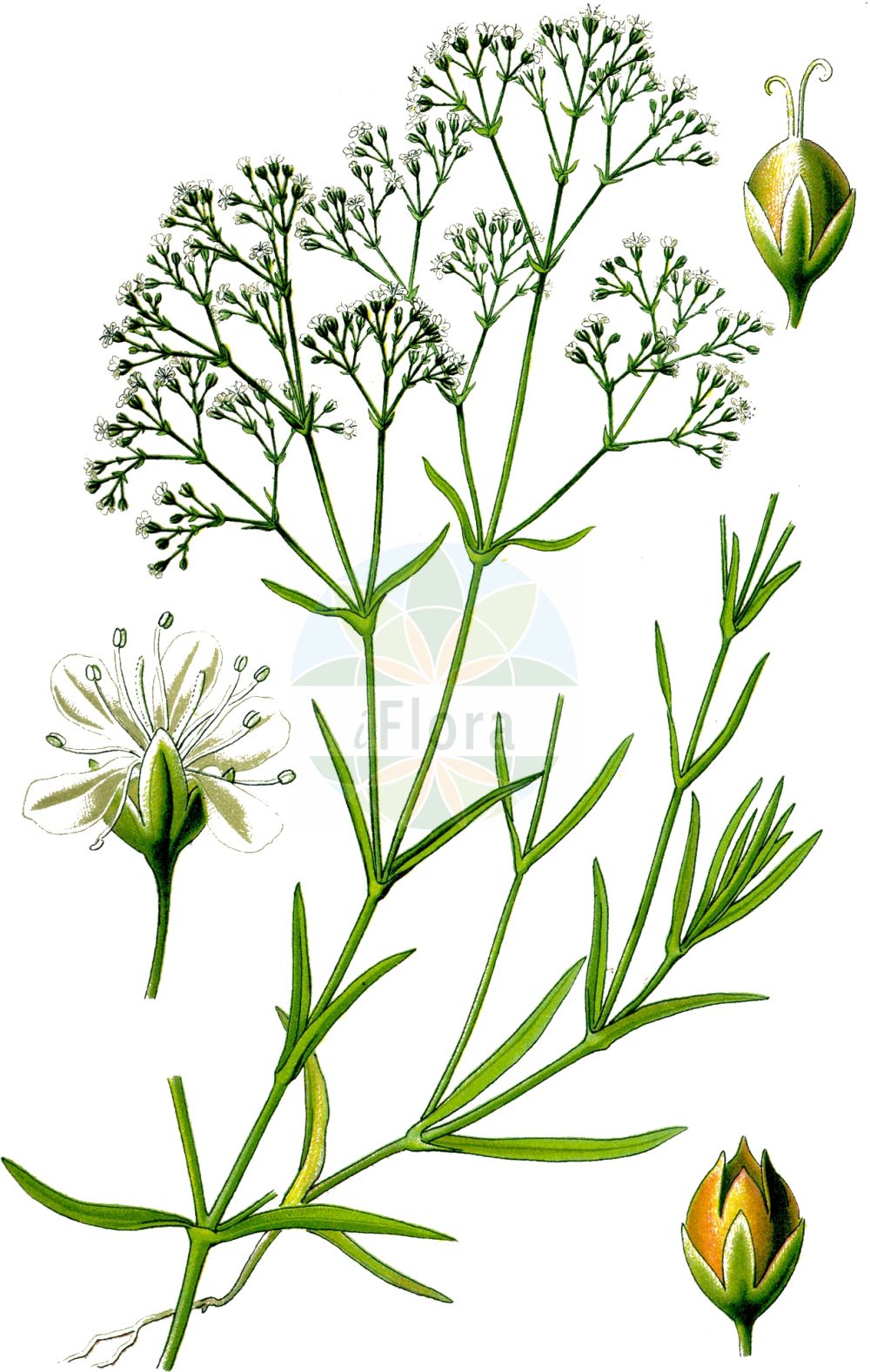 Gypsophila paniculata - Caryophyllaceae,Plantae,Pteridobiotina,Angiosperms,Caryophyllales,Caryophyllaceae,Gypsophila,Gypsophila paniculata,Arrostia paniculata, Gypsophila effusa, Gypsophila hungarica, Gypsophila manginii, Gypsophila paniculata var. adenopoda, Gypsophila paniculata var. paniculata, Gypsophila parviflora, Gypsophila tatarica,Rispiges Gipskraut;Schleier-Gipskraut;Rispen-Gipskraut;Schleierkraut;baby's-breath;perennial baby's-breath;tall baby's-breath;gypsophile paniculée;oeillet d'amour;maiden's breath;tall gypsophila;Gypsophile paniculée;velo de novia;gisófila;Gipsofila comune;velo da sposa;bruidssluier;snitt-selleri;pluimgipskruid;gipsofila;mosquitinho;cravo-de-amor;гипсофила метельчатая;качим метельчатый;salkım çöven;brudslöja;brudeslør;flerårig brudeslør;gipsówka wiechowata;łyszczec wiechowaty;buglyos fátyolvirág;šater latnatý;gypsomilka metlinatá;šater latnatý;лещиця волотиста;метличеста мишорка;pööris-kipslill;skarainā ģipsene;brudeslør;morsiusharso;метличаста шушуљка;muilinė guboja;yuán zhuī shí tou huā;圆锥石头花