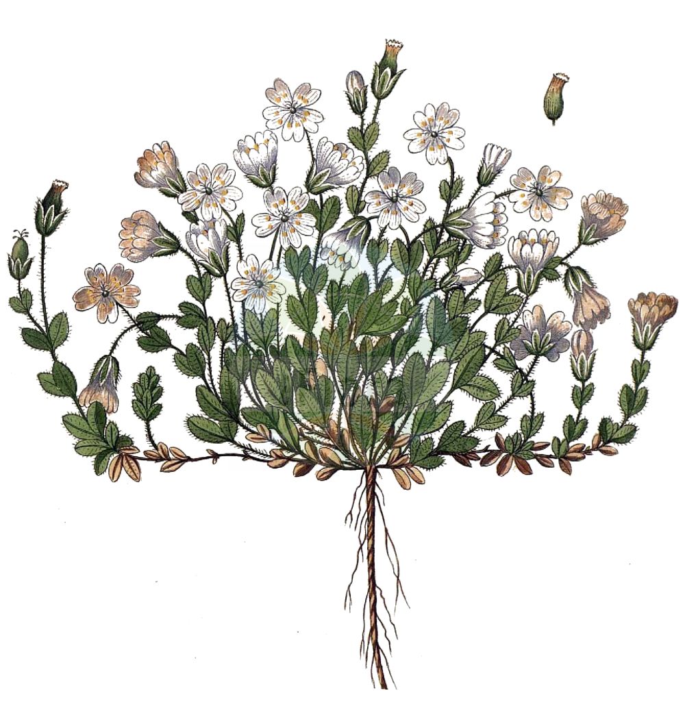 Cerastium latifolium - Caryophyllaceae,Plantae,Pteridobiotina,Angiosperms,Caryophyllales,Caryophyllaceae,Cerastium,Cerastium latifolium,Alsine latifolia, Cerastium biadegii, Cerastium flexuosum, Cerastium glaciale, Cerastium glutinosum, Cerastium latifolium subsp. biadegii, Cerastium macranthum, Cerastium subacaule, Cerastium wahlenbergii,Breitblättriges Hornkraut;broad-leaved mouse-ear chickweed;Céraiste à larges feuilles;Peverina latifoglia;rogownica szerokolistna