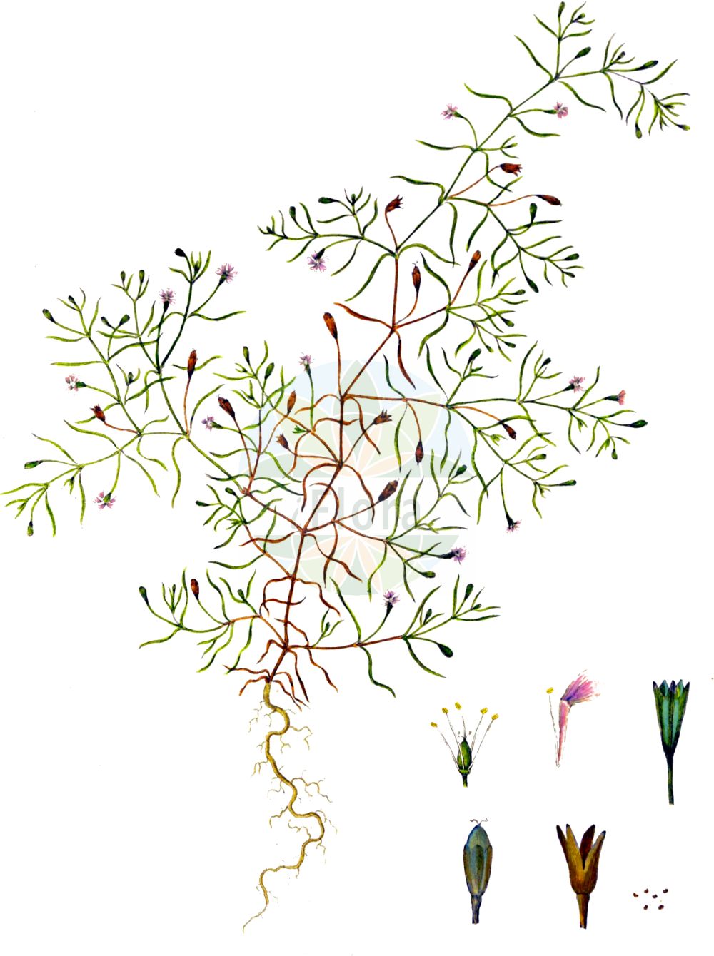 Gypsophila muralis - Caryophyllaceae,Plantae,Pteridobiotina,Angiosperms,Caryophyllales,Caryophyllaceae,Gypsophila,Gypsophila muralis,Dichoglottis muralis, Gypsophila agrestis, Gypsophila arvensis, Gypsophila muralis f. micropetala, Gypsophila muralis subsp. stepposa, Gypsophila muralis var. stenopetala, Gypsophila muralis var. stepposa, Gypsophila purpurea, Gypsophila serotina, Gypsophila stepposa, Psammophila muralis, Psammophila stepposa, Psammophiliella muralis, Psammophiliella stepposa,Acker-Gipskraut;Mauer-Gipskraut;annual gypsophila;cushion baby's-breath;low baby's-breath;gypsophile de murs;common chalkplant;wall gypsophila;Gypsophile des murailles;gypsophile des murs;soude vermiculaire;petit oeillet;oeillet des roches;gypsophile des moissons;gisofila;herbada;Gipsofila minuta;gissofila dei muri;socker-durra;muurgipskruid;gipskruid;качим постенный;gipsòfila mural;zidna sadarka;grusnejlika;mur-gipsurt;gipsówka polna;łyszczec polny;pozidna sadrenka;mezei fátyolvirág;šater zední;gipsoriță postennaia;vălul miresei;gypsomilka múrová;šater múrový;псамофілієла мурова;слива степова;зидова мишорка;стенна мишорка;müür-kipskill;mūru ģipsene;murslør;ketoraunikki;dirvinė guboja;γυψόφιλον επιτοίχιον;xì xiǎo shí tou huā;细小石头花