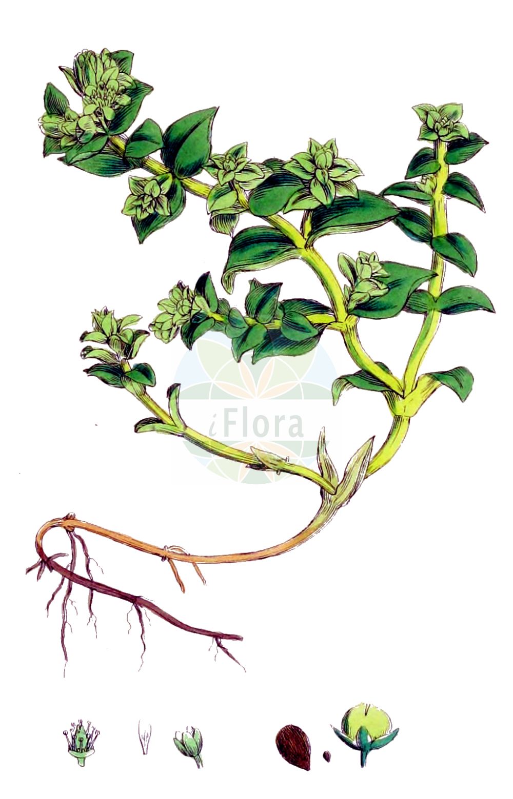 Honckenya peploides - Caryophyllaceae,Plantae,Pteridobiotina,Angiosperms,Caryophyllales,Caryophyllaceae,Honckenya,Honckenya peploides,Alsine peploides, Arenaria diffusa, Arenaria littoralis, Arenaria peploides, Arenaria portulacea, Arenaria sitchensis, Cerastium succulentum, Halianthus peploides, Halianthus peploides var. diffusus, Honckenya diffusa, Honckenya peploides subsp. diffusa, Honckenya peploides subsp. peploides, Honckenya peploides var. diffusa, Minuartia peploides,Eigentliche Salzmiere;Salzmiere;sea sandwort;seaside sandwort;seaside sandplant;pourpier de mer;honckénya faux-pourpier;zeepostelein;sapinho-de-praia;аммодения бутерлаковидная;гонкения бутерлаковидная;saltarv;vanlig saltarv;strandarve;honkenia piaskowa;hama-hakobe;ハマハコベ;merihumur;honkēnija;strandarve;suola-arho;fjöruarfi;sultingoji jūrasmiltė