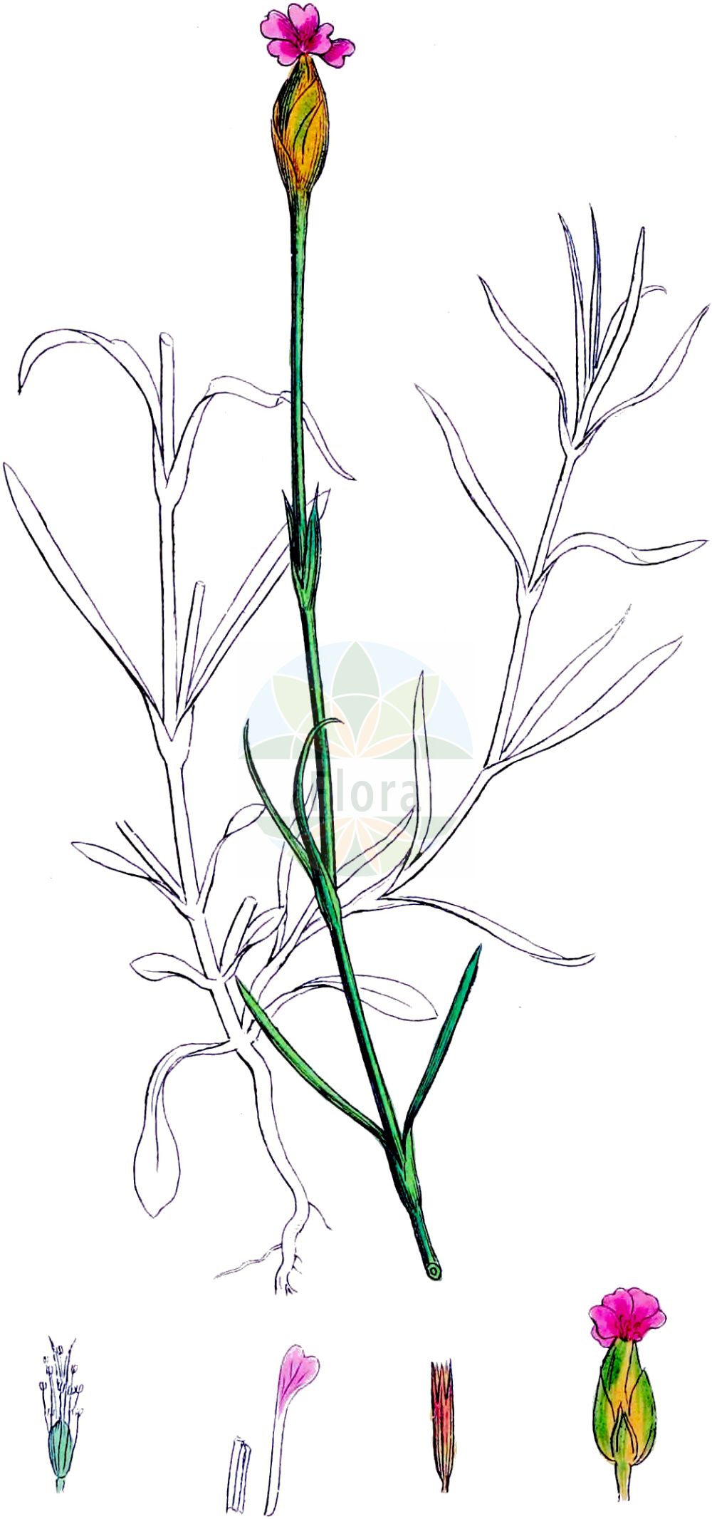 Petrorhagia prolifera - Caryophyllaceae,Plantae,Pteridobiotina,Angiosperms,Caryophyllales,Caryophyllaceae,Petrorhagia,Petrorhagia prolifera,Caryophyllus aridus, Caryophyllus diminutus, Cylichnanthus prolifer, Dianthus diminutus, Dianthus prolifer, Kohlrauschia prolifera, Tunica prolifera,Sprossende Felsennelke;Sprossendes Nelkenköpfchen;proliferous pink;childing pink;childling pink;Petrorhagie prolifère;oeillet prolifère;petit oeillet sauvage;faux-oeillet;pétrorhagie prolifère;clavelina silvestre;clavel prolífero;Garofanina annuale;violine di tallo;garofanina;sneij-selderij;wilde jonkertjes;mantelanjer;кольраушия побегоносная;petrohagie;clavellet prolifer;klijava kostrnica;hylsnejlika;almindelig knopnellike;knopnellike;gożdzicznik wycięty;komochinadeshiko;コモチナデシコ;brsteča haljica;aszúszegfű;hvozdíček prorostlý;colraușie;tunika prerastená;кольраушія пагононосна;оьикновена мантийка;knoppnellik;kehtoneilikka;шушуљак