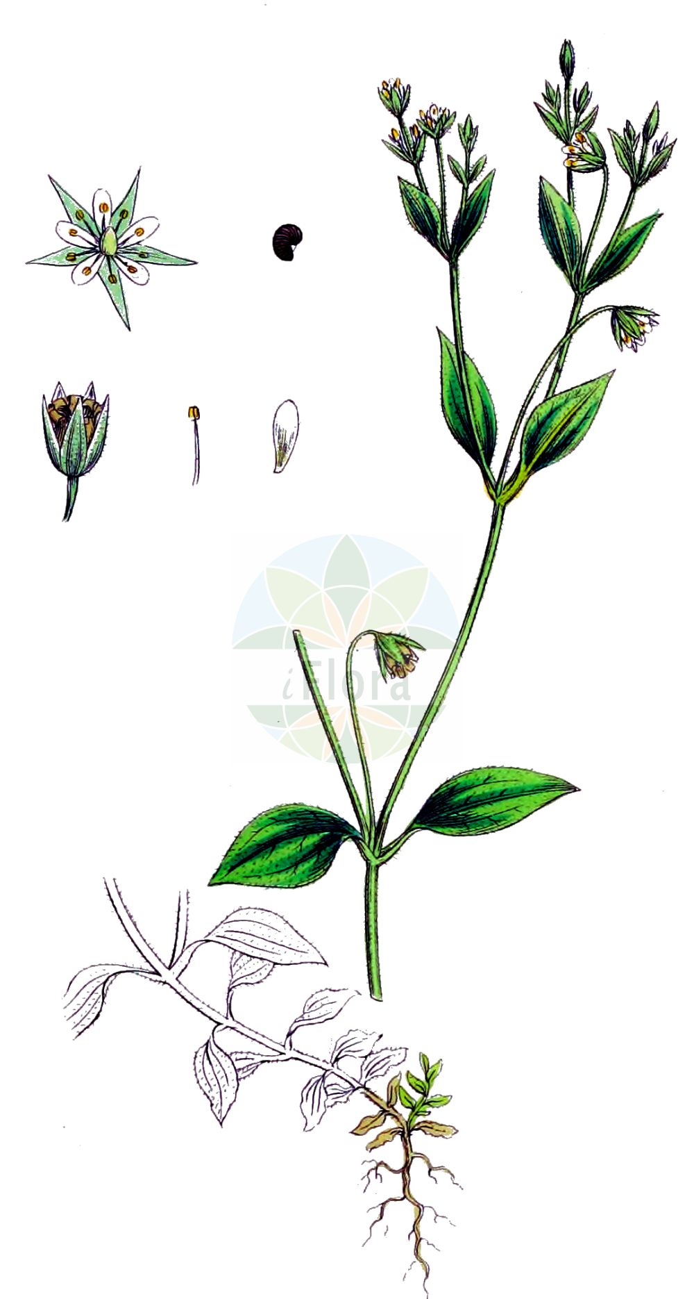 Moehringia trinervia - Caryophyllaceae,Plantae,Pteridobiotina,Angiosperms,Caryophyllales,Caryophyllaceae,Moehringia,Moehringia trinervia,Alsine trinervia, Alsinella trinervis, Arenaria breviflora, Arenaria nemorosa, Arenaria nervosa, Arenaria petiolata, Arenaria plantaginea, Arenaria trinervia, Stellaria anhweiensis, Strophium trinervium,Dreinervige Nabelmiere;Wald-Nabelmiere;three-nerved sandwort;apetalous sandwort;Moehringie à trois nervures;méringie trinerviée;sabline à trois nervures;Moehringia a tre nervi;drienerfmuur;мерингия трёхжилковая;keleşot;mëhringë;mehringia trinervore;arenària trinèrvia;trožilna merinka;skogsnarv;skovarve;możylinek trójnerwowy;tachi-hakobe;タチハコベ;trižilna popkoresa;erdei csitri;mateřka trojžilná;merinană;merinană trinervă;materka trojžilová;мерінгія трижилкова;трижилкова кутявка;harilik võsalill;trejdzīslu mēringija;maurarve;lehtoarho;рогљичица;трожилна меринка;trigyslė smiltagraibė;μοιριγγία τρίνευρος;sān mài zhǒng fù cǎo;三脉种阜草