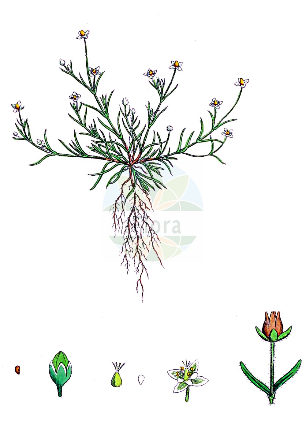 Sagina - Caryophyllaceae,Biota,Plantae,Pteridobiotina,Tracheophyta,Magnoliopsida,Caryophyllales,Caryophyllaceae,Sagina,Agina, Alsinella, Phaloe, Phlebanthe, Spergella