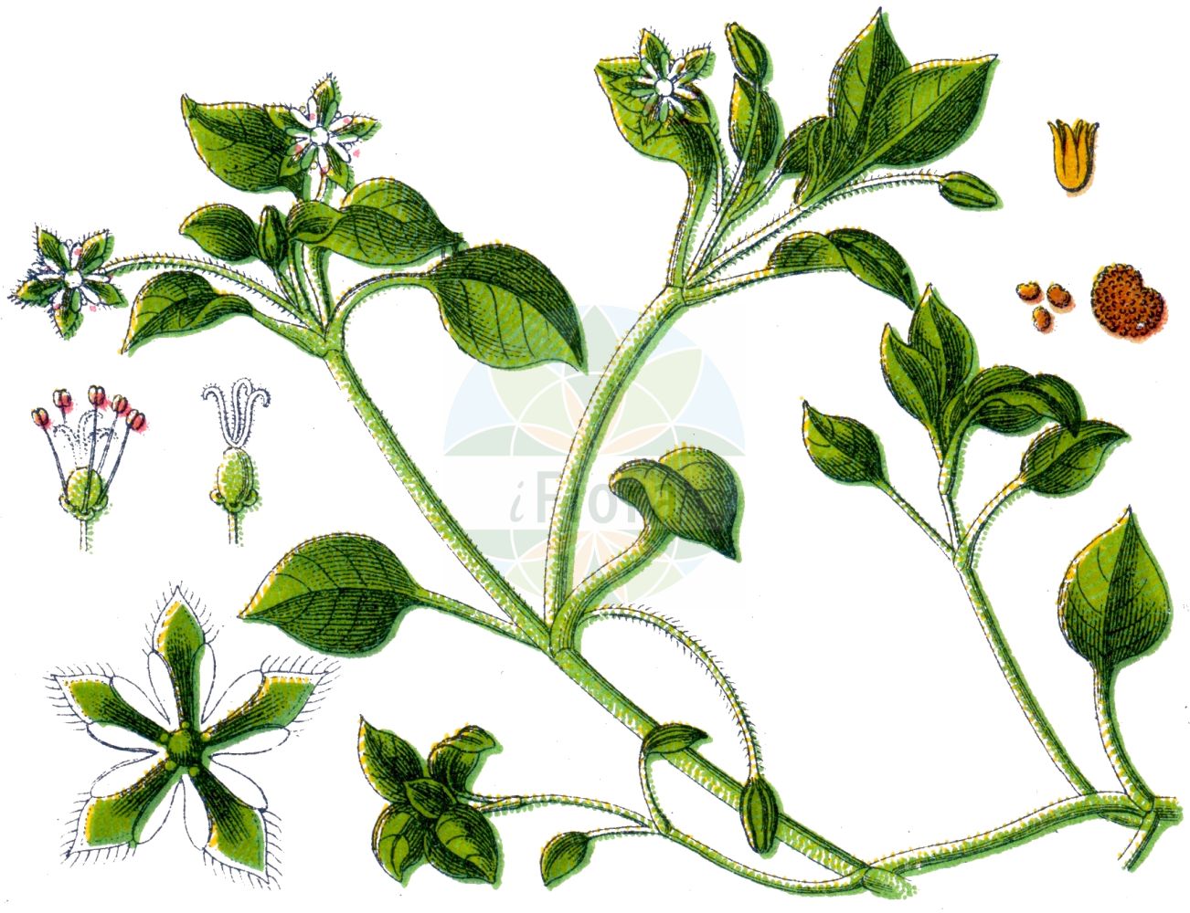 Stellaria media - Caryophyllaceae,Plantae,Pteridobiotina,Angiosperms,Caryophyllales,Caryophyllaceae,Stellaria,Stellaria media,Alsine apetala, Alsine avicularum, Alsine barbata, Alsine bipartita, Alsine brachypetala, Alsine elongata, Alsine glabella, Alsine gussonii, Alsine media, Alsine media, Alsine media var. transiens, Alsine pallida, Alsine repens, Alsine vulgaris, Alsinella wallichiana, Arenaria vulgaris, Stellaria abortiva, Stellaria boraeana, Stellaria glabra, Stellaria hiemalis, Stellaria media f. apetala, Stellaria media f. malachioides, Stellaria media var. apetala, Stellaria media var. media, Stellaria media var. normalis, Stellaria monogyna, Stellularia media,Vogel-Sternmiere;Bleiche Sternmiere;Vogelmiere;Gewöhnliche Vogelmiere;Hühnerdarm;Bleiche Vogelmiere;common chickweed;mouron des oiseaux;starwort;winterweed;Mouron des oiseaux;Stellaire intermédiaire;morgeline;hierba gallina;hierba pajarera;pamplina;hierba roquera;hierba de los canarios;maruja;regojo;picagallina;ojo de gringo;berillo;borrissol;capiqui;yerba choquera;yerba de los caminos;estrellita;bocado de gallina;hierba choquera;alsine;cloquera;hierba de las aves;hierba de los callejones;hierba de los rincones;hierba gallinera;hierba maruja;hierba parajera;lapilla;murajes;orejuelas de ratón;pamplina de canarios;Centocchio comune;centocchio;paperina comune;morso di gallina;herba gallina;peverina;sparv-vicker;spatel-viltkruid;ganzemuur;vogelmuur;morugem-vulgar;morugem-branca;meragem-branca;erva-canária;erva-moleira;marugem;morugem-verdadeira;olho-de-toupeira;orelha-de-rato;orelha-de-toupeira;звездочка мокрица;звездочка средняя;звездчатка средняя;мокрица;kuşotu;stelare;morró comú;morrons blancs;picagallina;sparv-näva;våtarv;almindelig fuglegræs;gwiazdnica pospolita;hakobe;ko-hakobe;コハコベ;ハコベ;navadna zvezdica;közönséges tyúkhúr;tyúkhúr;ptačinec prostřední;ptačinec žabinec;rocoțel mediu;hviezdica prostredná;зірочник середній;врабчови чревца;средна звездица;vesihein;parastā virza;vassarve;pihatähtimo;haugarfi;мишје уво;обична мишјакиња;kochavit metzuyah;כּוֹכָבִית מְצוּיָה;daržinė žliūgė;στελλάρια;στελλάρια μεσαία;fán lǚ;繁缕