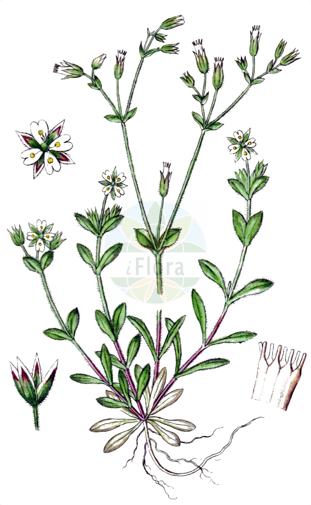 Cerastium diffusum - Caryophyllaceae,Plantae,Pteridobiotina,Angiosperms,Caryophyllales,Caryophyllaceae,Cerastium,Cerastium diffusum,Alsinanthus diffusus, Alsine tetrandra, Cerastium alsinoides, Cerastium atrovirens, Cerastium diffusum var. diffusum, Cerastium diffusum var. palaui, Cerastium diffusum var. sennenii, Cerastium pentandrum subsp. tetrandrum, Cerastium pumilum subsp. tetrandrum, Cerastium tetrandrum, Esmarchia cerastoides,Viermänniges Hornkraut;sea mouse-ear;dark-green mouse-ear chickweed;sea mouse-ear chickweed;fourstamen chickweed;céraiste à quatre étamines;céraiste diffus;peverina a quattro stili;scheve hoornbloem;ясколка раскидистая;dört boynuzotu;rožac;västkustarv;firehannet hønsetarm;kystarve