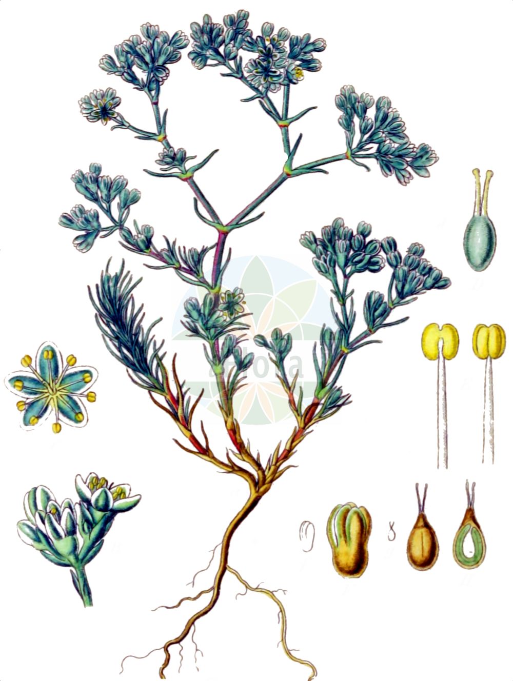 Scleranthus perennis - Caryophyllaceae,Plantae,Pteridobiotina,Angiosperms,Caryophyllales,Caryophyllaceae,Scleranthus,Scleranthus perennis,Scleranthus perennis subsp. perennis