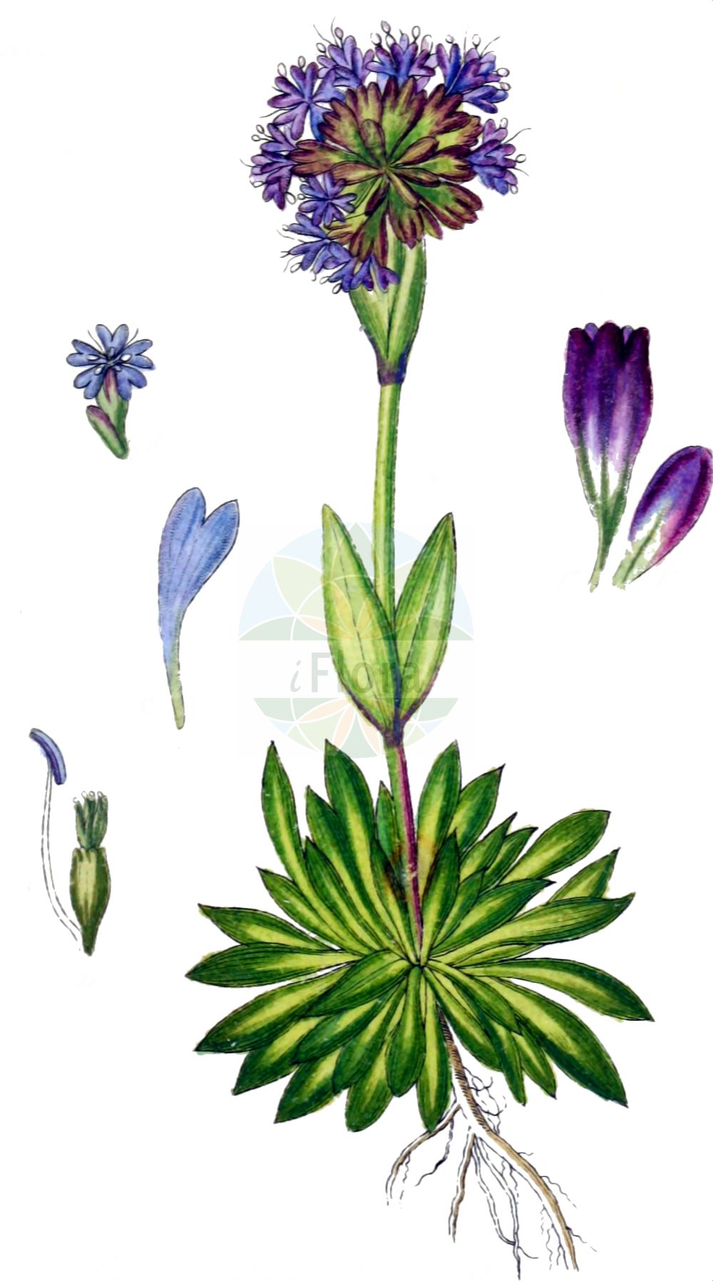 Silene suecica - Caryophyllaceae,Plantae,Pteridobiotina,Angiosperms,Caryophyllales,Caryophyllaceae,Silene,Silene suecica,Agrostemma alpina, Agrostemma suecica, Lychnis alpina, Lychnis suecica, Steris alpina, Viscaria alpina,Alpen-Pechnelke;alpine catchfly;alpine pink;lychnide alpine;Silène de Suède;Viscaire des Alpes;lychnide des Alpes;lychnis des Alpes;Crotonella alpina;смолка альпийская;licnis alpina;fjällnejlika;Alpe-tjærenellike;fjelltjæreblom;pikkutervakko;ljósberi