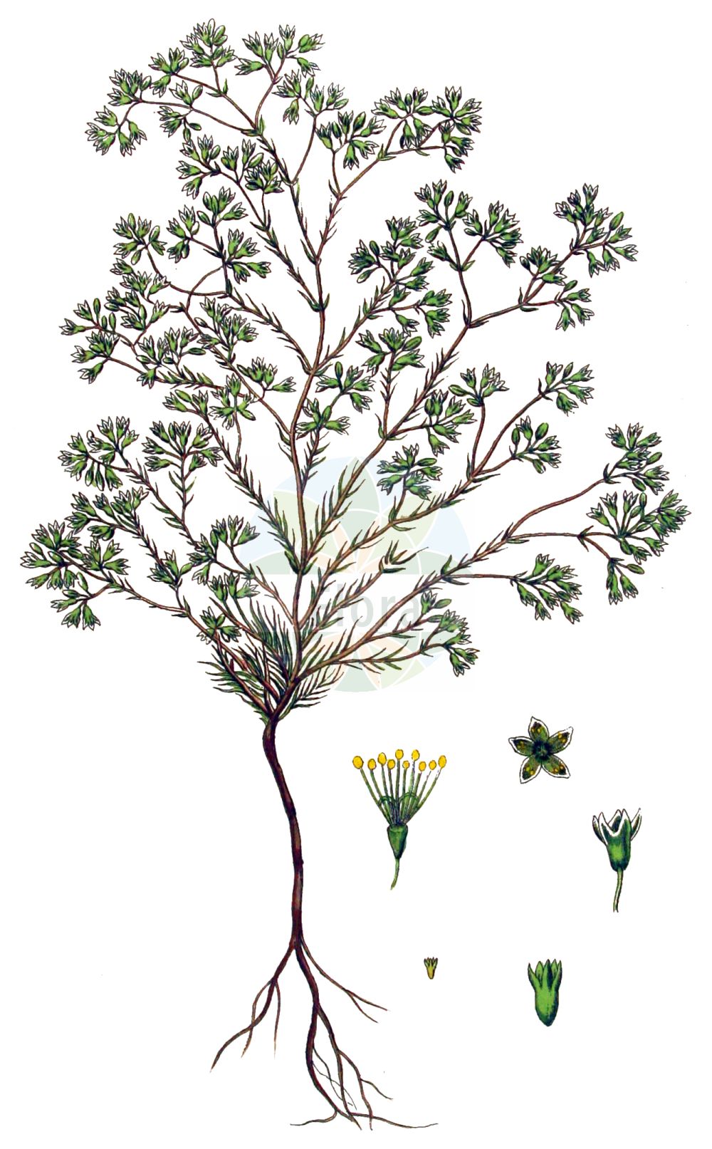 Scleranthus perennis - Caryophyllaceae,Plantae,Pteridobiotina,Angiosperms,Caryophyllales,Caryophyllaceae,Scleranthus,Scleranthus perennis,Scleranthus perennis subsp. perennis