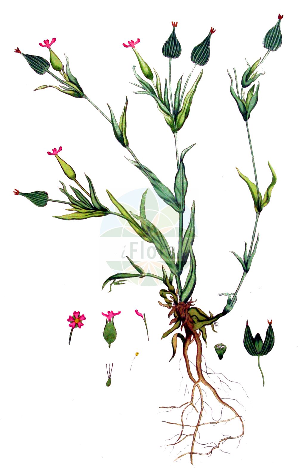 Silene conica - Caryophyllaceae,Plantae,Pteridobiotina,Angiosperms,Caryophyllales,Caryophyllaceae,Silene,Silene conica,Conosilene conica, Cucubalus conicus, Silene conica subsp. conica,Eigentliches Kegel-Leimkraut;Kegelfrüchtiges Leimkraut;Kegel-Leimkraut;sand catchfly;conical catchfly;striated catchfly;striped corn catchfly;Silène conique;collejas;colitxos;Silene conica;snärj-måra;kegelsilene;конусовка коническая;плеконакс конический;смолёвка коническая;sivri nakıl;klokëz;klokëza konike;silene cònica;čunjasta pušina;sandglim;smultron-klöver;vanlig sandglim;kegle-limurt;lepnica smukła;stožčasta lepnica;homoki habszegfű;silenka kuželovitá;silenka kužeľovitá;коническо плюскавиче;коничеста хлопка;sandsmelle;hietakohokki;σιληνή κωνική