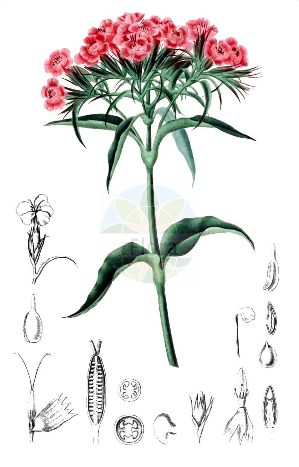 Dianthus barbatus - Caryophyllaceae,Plantae,Pteridobiotina,Angiosperms,Caryophyllales,Caryophyllaceae,Dianthus,Dianthus barbatus,Caryophyllus barbatus, Cylichnanthus barbatus, Dianthus aggregatus, Dianthus barbatus var. asiaticus, Dianthus barbatus var. barbatus, Dianthus barbatus var. latifolius, Dianthus barbatus var. paniculatus, Dianthus barbatus var. pedunculosus, Dianthus corymbosus, Dianthus girardinii, Dianthus hispanicus, Dianthus latifolius, Dianthus pulcherrimus, Dianthus splendidissimus, Silene barbata, Tunica barbata,Bart-Nelke;sweet-william;sweet william;oeillet barbu;Oeillet barbu;Oeillet des poètes;jalousie;bouquet de montagne;bouquet parfait;bouquet-fait;jacinthe de Constantinople;jacinthe des poètes;regardez-moi;minutisa;ramilletes;Garofano montano;garofanino a mazelli;violina di Spagna;kapeelbloem;jonkertjes;duizendschoon;mauritânias;гвоздика бородатая;гвоздика скученная;гвоздика турецкая;hüsnüyusuf;karafil;clavell de pom;bradati karanfil;borstnejlika;studenter-nellike;gożdzik skupiony;gożdzik brodaty;brkati klinçek;szakállas szegfű;hvozdík vousatý;garoafă turcească;klinček bradatý;гвоздика бородчата;гвоздика скупчена;брадат карамфил;busknellik;harjaneilikka;studenter-nellike;китњасти каранфил