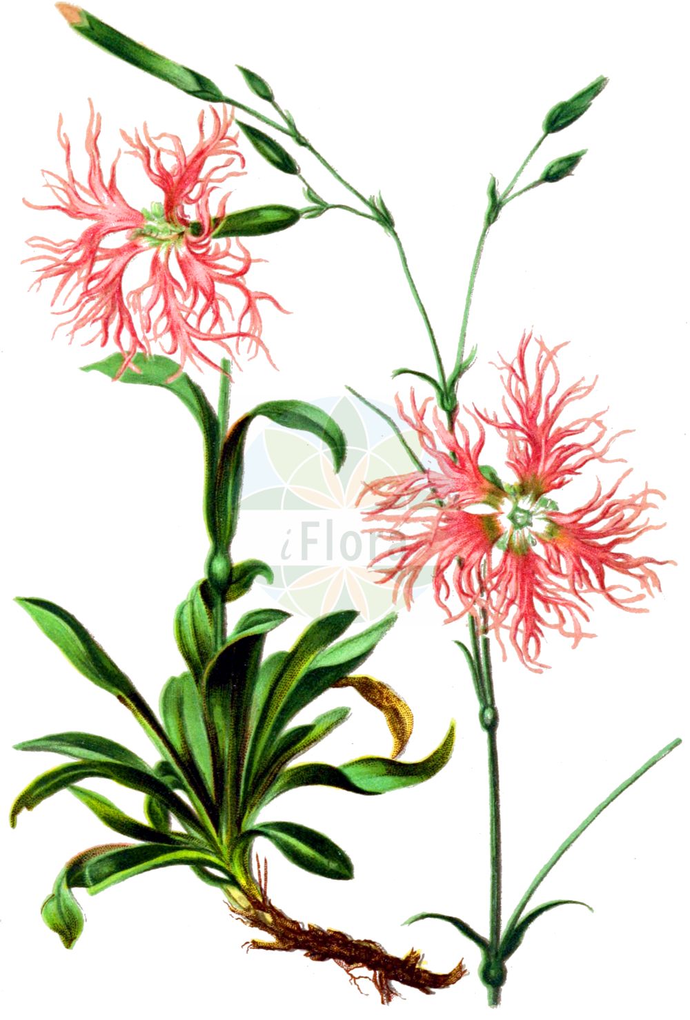 Dianthus superbus - Caryophyllaceae,Plantae,Pteridobiotina,Angiosperms,Caryophyllales,Caryophyllaceae,Dianthus,Dianthus superbus,Caryophyllus superbus, Cylichnanthus fimbriatus, Dianthus contortus, Dianthus fimbriatus, Dianthus multifidus, Dianthus plumarius, Dianthus revolutus, Dianthus schizopetalus, Dianthus superbus f. albiflorus, Dianthus superbus f. albiflorus, Dianthus superbus f. albiflorus, Dianthus superbus f. albus, Dianthus superbus f. leucanthus, Dianthus superbus subsp. norvegicus, Dianthus superbus subsp. silvestris, Dianthus superbus var. rubicundus, Dianthus superbus var. subobtusus, Dianthus superbus var. superbus, Dianthus szechuensis, Dianthus wimmeri, Plumaria revoluta, Plumaria superba, Silene superba,Pracht-Nelke;Alpen-Pracht-Nelke;Gewöhnliche Pracht-Nelke;Feuchtwiesen-Pracht-Nelke;Großblütige Pracht-Nelke;fringed pink;large pink;superb pink;Oeillet superbe;mignardise des prés;oeillet à lanières;oeillet à plumet;Garofano a pennacchio;garofano da pennacchio;garofano a penacchio;socker-lönn;prachtanjer;гвоздика пышная;divotnik;praktnejlika;strand-nellike;gożdzik pyszny;ezo-kawara-nadeshiko;エゾカワラナデシコ;çudoviti klinçek;buglyos szegfű;hvozdík pyšný;garoafe de munte;klinček pyšný;klinček pyšný pravý;великолепен карамфил;превъзходен карамфил;aasnelk;krāšņā neļķe;silkenellik;pulskaneilikka;ибришим каранфил;puošnusis gvazdikas;δίανθος μεγαλοπρεπής;qú mài;瞿麦