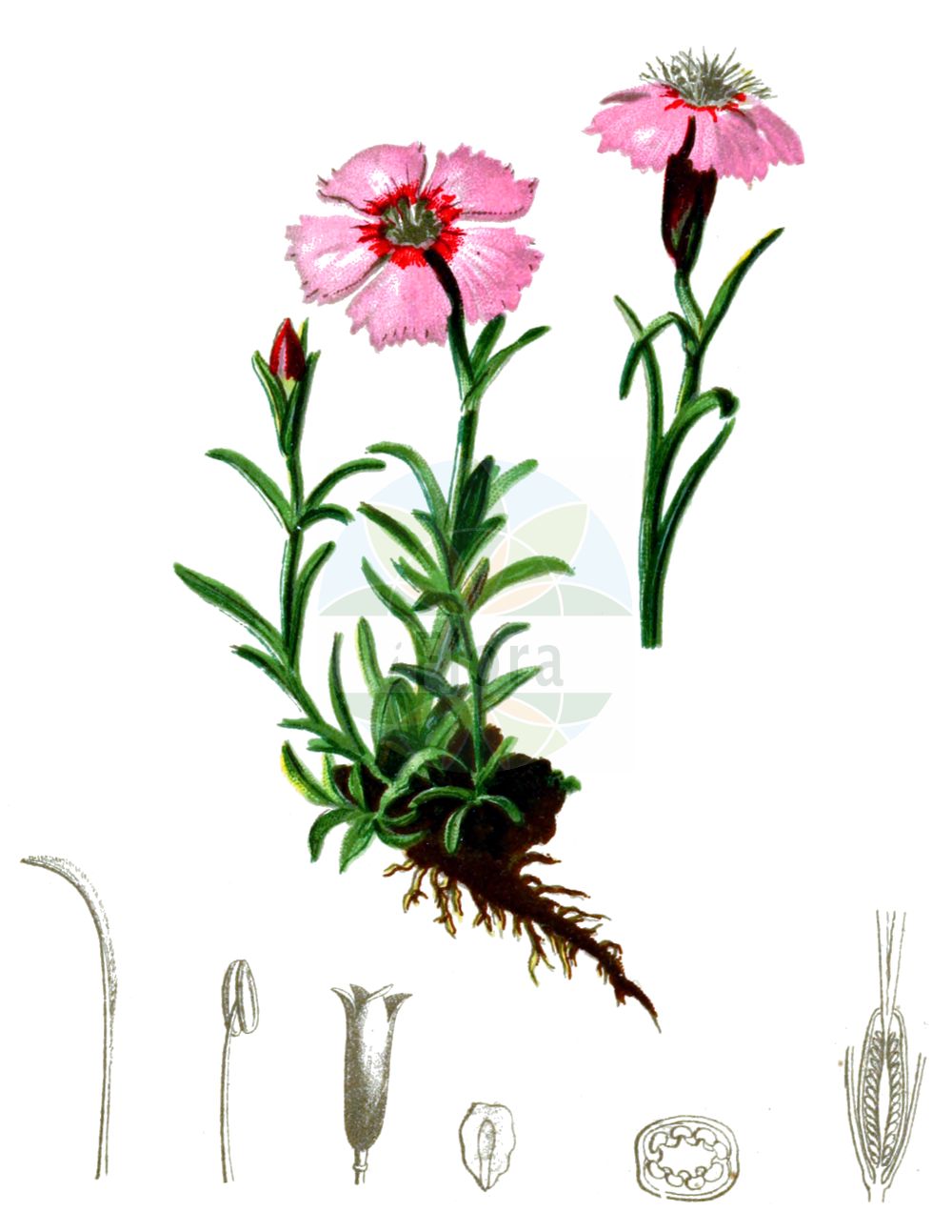Dianthus alpinus - Caryophyllaceae,Plantae,Pteridobiotina,Angiosperms,Caryophyllales,Caryophyllaceae,Dianthus,Dianthus alpinus,Dianthus alpinus var. meyeri,Ostalpen-Nelke;Alpen-Nelke;oeillet des Alpes;clavel de los Alpes;garofano alpino;alpenanjer;альпийская гвоздика;гвоздика альпийская;alpnejlika