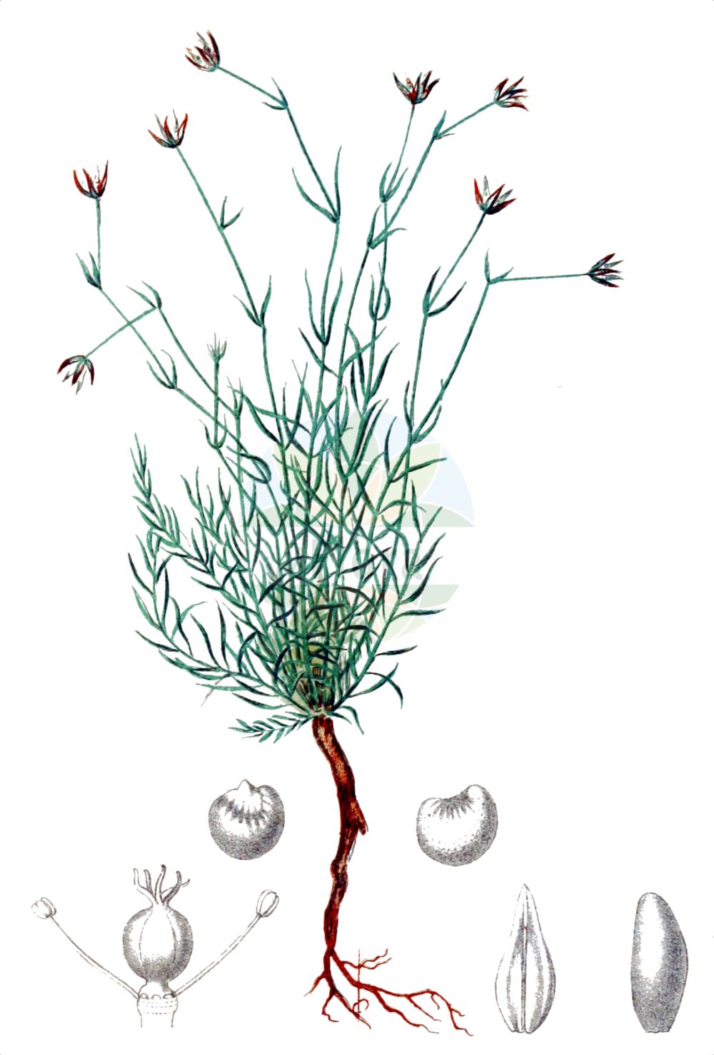 Moehringia glaucovirens - Caryophyllaceae,Plantae,Pteridobiotina,Angiosperms,Caryophyllales,Caryophyllaceae,Moehringia,Moehringia glaucovirens,Graugrüne Nabelmiere;Blaugrüne Nabelmiere;moehringia verde-glauca