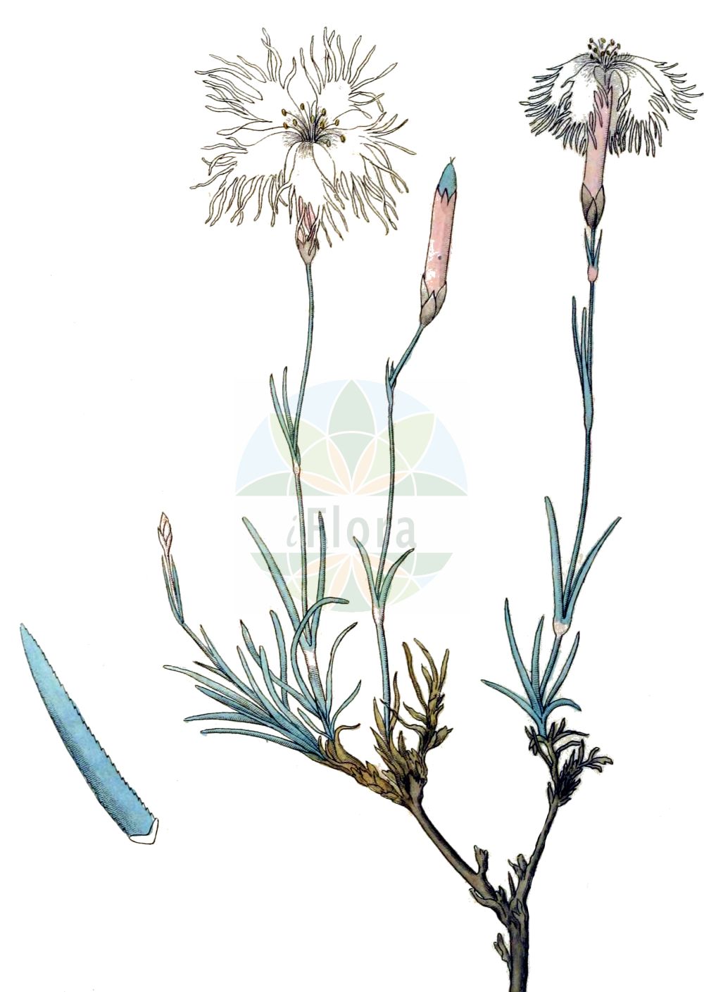 Dianthus arenarius subsp. borussicus - Caryophyllaceae,Plantae,Pteridobiotina,Angiosperms,Caryophyllales,Caryophyllaceae,Dianthus,Dianthus arenarius,Dianthus arenarius subsp. borussicus,Dianthus arenarius subsp. bohemicus, Dianthus arenarius var. bohemicus, Dianthus borussicus,Preußische Sand-Nelke