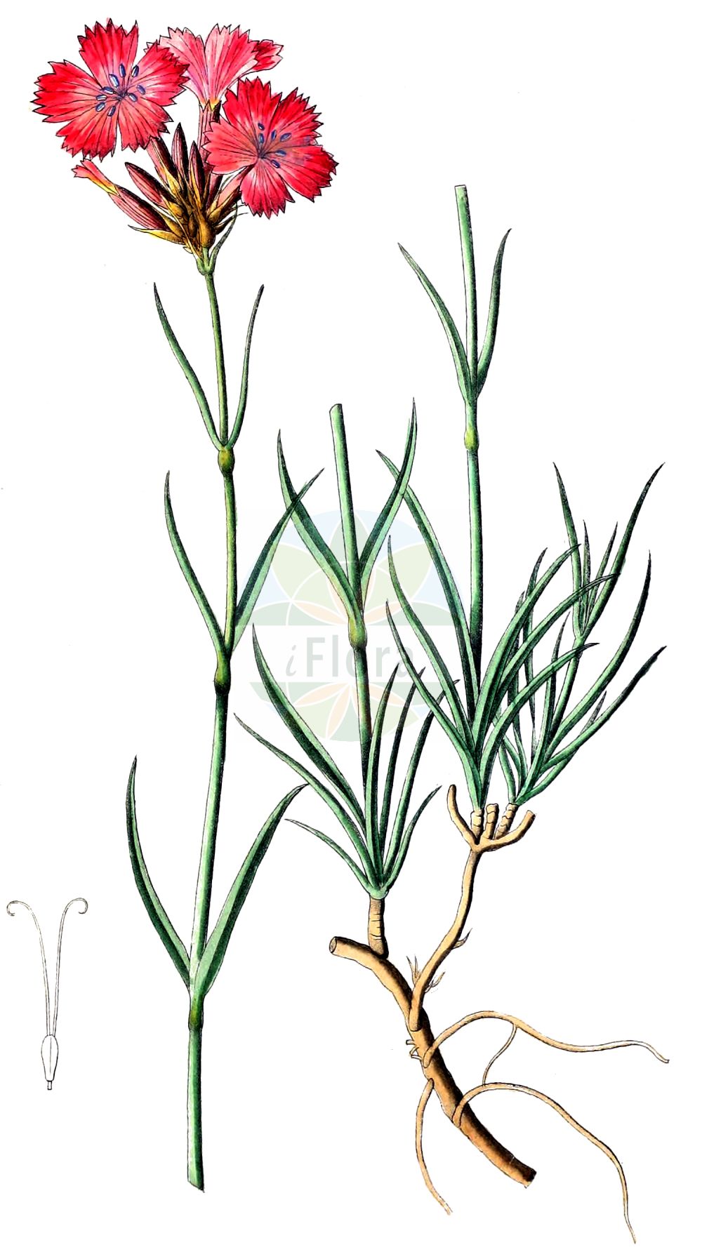 Dianthus carthusianorum - Caryophyllaceae,Plantae,Pteridobiotina,Angiosperms,Caryophyllales,Caryophyllaceae,Dianthus,Dianthus carthusianorum,Caryophyllus atrorubens, Caryophyllus carthusianorum, Cylichnanthus vaginatus, Dianthus allionii, Dianthus atropurpureus, Dianthus atrorubens, Dianthus atrorubens var. intermedius, Dianthus atrorubens var. sanguineus, Dianthus capillifrons, Dianthus carpathicus, Dianthus carthusianorum f. atrisquamatus, Dianthus carthusianorum subsp. atrorubens, Dianthus carthusianorum subsp. capillifrons, Dianthus carthusianorum subsp. parviflorus, Dianthus carthusianorum subsp. puberulus, Dianthus carthusianorum subsp. sanguineus, Dianthus carthusianorum subsp. saxigenus, Dianthus carthusianorum subsp. tenorei, Dianthus carthusianorum subsp. tenuifolius, Dianthus carthusianorum var. anisopodus, Dianthus carthusianorum var. atrorubens, Dianthus carthusianorum var. brachyanthus, Dianthus carthusianorum var. campestris, Dianthus carthusianorum var. capillifrons, Dianthus carthusianorum var. longisquamis, Dianthus carthusianorum var. nanus, Dianthus carthusianorum var. parviflorus, Dianthus carthusianorum var. puberulus, Dianthus carthusianorum var. pygmaeus, Dianthus carthusianorum var. sanguineus, Dianthus carthusianorum var. saxigenus, Dianthus carthusianorum var. tenorei, Dianthus carthusianorum var. ternatus, Dianthus ceretanicus, Dianthus chloaephyllus, Dianthus clavatus, Dianthus congestus, Dianthus fasciculatus, Dianthus ferrugineus, Dianthus gramineus, Dianthus graminifolius, Dianthus montanus, Dianthus montivagus, Dianthus nanus, Dianthus puberulus, Dianthus rupicola, Dianthus rupicolus, Dianthus sanguineus, Dianthus sanguineus var. atrisquamatus, Dianthus semperflorens, Dianthus subneglectus, Dianthus tenuifolius, Dianthus vaginatus, Dianthus velebiticus, Silene carthusianorum, Tunica carthusianorum,Kartäuser-Nelke;Breitblättrige Karthäuser-Nelke;Gewöhnliche Kartäuser-Nelke;Scheidige Kartäuser-Nelke;Serpentin-Kartäuser-Nelke;Großblütige Kartäuser-Nelke;Haarblatt-Kartäuser-Nelke;Voralpen-Kartäuser-Nelke;Karthäuser-Nelke;carthusian pink;clusterhead pink;cluster-head pink;сarthusian pink;clusterhead;carnation;Oeillet des Chartreux;Oeillet gainé;oeil de serpent;oeillet engainant;clavelina de los cartujos;Garofano dei Certosini;garofano de monte;Spaanse aak;karthuizeranjer;kartuizeranjer;гвоздика картузианская;гвоздика тёмно-красная;hüsnüyusuf;karafil;karafili kartusianorum;clavell dels cartoixans;clavellina;kartuzijanski karanfil;brödranejlika;karteuser-nellike;gożdzik kartuzek;krvavordeči klinček;navadni klinçek;barátszegfű;hvozdík kartouzek;garoafă cartusiană;garoafă de câmp;garofiță de munte;klinček kartuziánsky;гвоздика головчаста;гвоздика картузіанська;гвоздика польська;картузиански карамфил;kartusernellik;kartuserneillika;дивљи каранфил