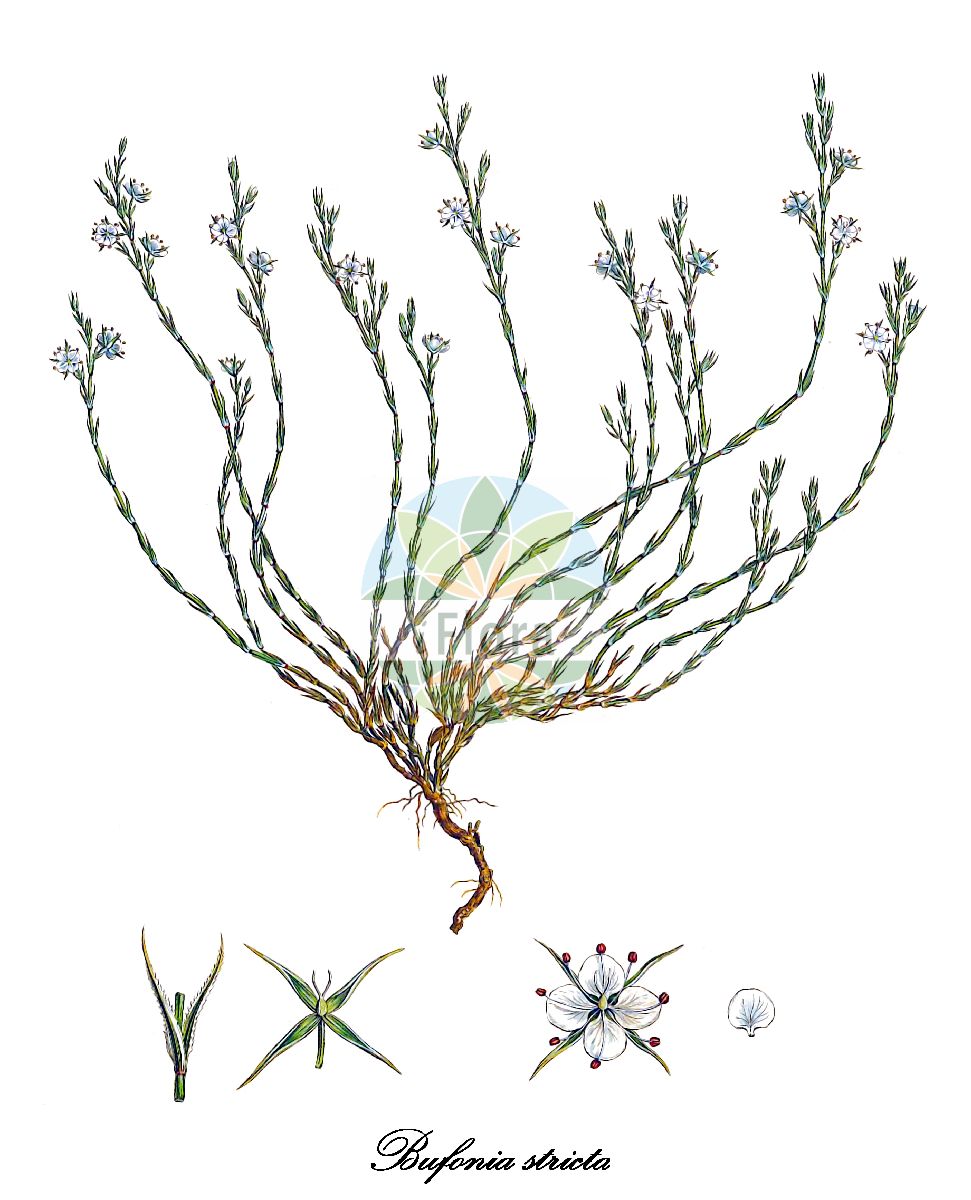 Bufonia stricta - Caryophyllaceae,Plantae,Pteridobiotina,Angiosperms,Caryophyllales,Caryophyllaceae,Bufonia,Bufonia stricta,Bufonia brachyphylla