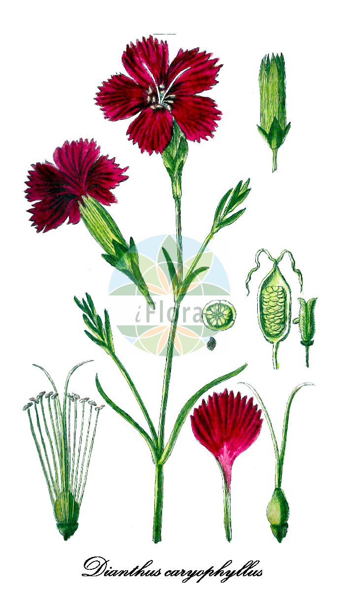Dianthus caryophyllus - Caryophyllaceae,Plantae,Pteridobiotina,Angiosperms,Caryophyllales,Caryophyllaceae,Dianthus,Dianthus caryophyllus,Caryophyllus tunica, Dianthus acinifolius, Dianthus arbuscula, Dianthus arrectus, Dianthus binatus, Dianthus caryophyllus f. intermedius, Dianthus caryophyllus subsp. coronarius, Dianthus caryophyllus var. carduinus, Dianthus caryophyllus var. coronarius, Dianthus caryophyllus var. minor, Dianthus caryophyllus var. wakefieldii, Dianthus coronarius, Dianthus coronarius, Dianthus corsicus, Dianthus kayserianus, Dianthus longicaulis, Dianthus miniatus, Dianthus moschatus, Dianthus multinervis, Silene caryophylla, Tunica caryophyllus,Edel-Nelke;Garten-Nelke;clove pink;carnation;Oeillet des fleuristes;Oeillet girofle;oeillet giroflée;clavel;clavel de España;clavel lacre;clavel reventón;Garofano coltivato;garofano domestico;angelier;sommar-kyndel;sommar-syska;tuinanjer;groote gnoffelen;grote gnoffelen;craveiro;cravo;гвоздика голландская;гвоздика садовая;karafil;clavellina;garofalčić;trädgårdsnejlika;have-nellike;gożdzik ogrodowy;jakônadeshiko;kânêshon;orandasekichiku;オランダセキチク;カーネーション;ジャコウナデシコ;garoafă de grădină;гвоздика садова;градински карамфил;карамфил;hagenellik;tarhaneillika;δίανθος καρυόφυλλος