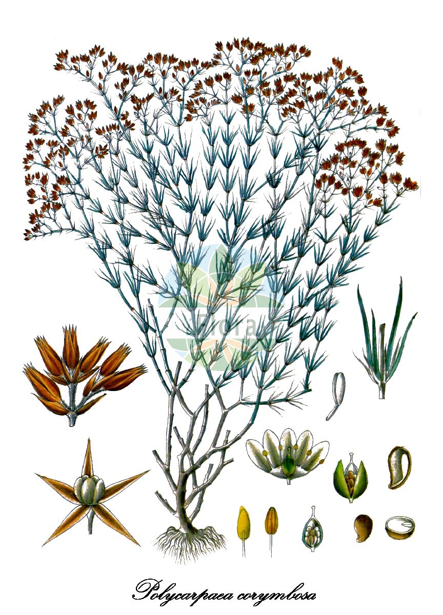 Polycarpaea corymbosa - Caryophyllaceae,Plantae,Pteridobiotina,Angiosperms,Caryophyllales,Caryophyllaceae,Polycarpaea,Polycarpaea corymbosa,Achyranthes corymbosa, Celosia corymbosa, Lahaya corymbosa, Lahaya corymbosa, Mollia aristata, Mollia corymbosa, Mollia spadicea, Polycarpa brevifolia, Polycarpa corymbosa, Polycarpaea atherophora, Polycarpaea brasiliensis var. ramosissima, Polycarpaea brevifolia, Polycarpaea corymbosa var. brevifolia, Polycarpaea corymbosa var. corymbosa, Polycarpaea corymbosa var. typica, Polycarpaea densiflora, Polycarpaea filifolia, Polycarpaea indica, Polycarpaea nebulosa, Polycarpaea spadicea, Polycarpaea subulata